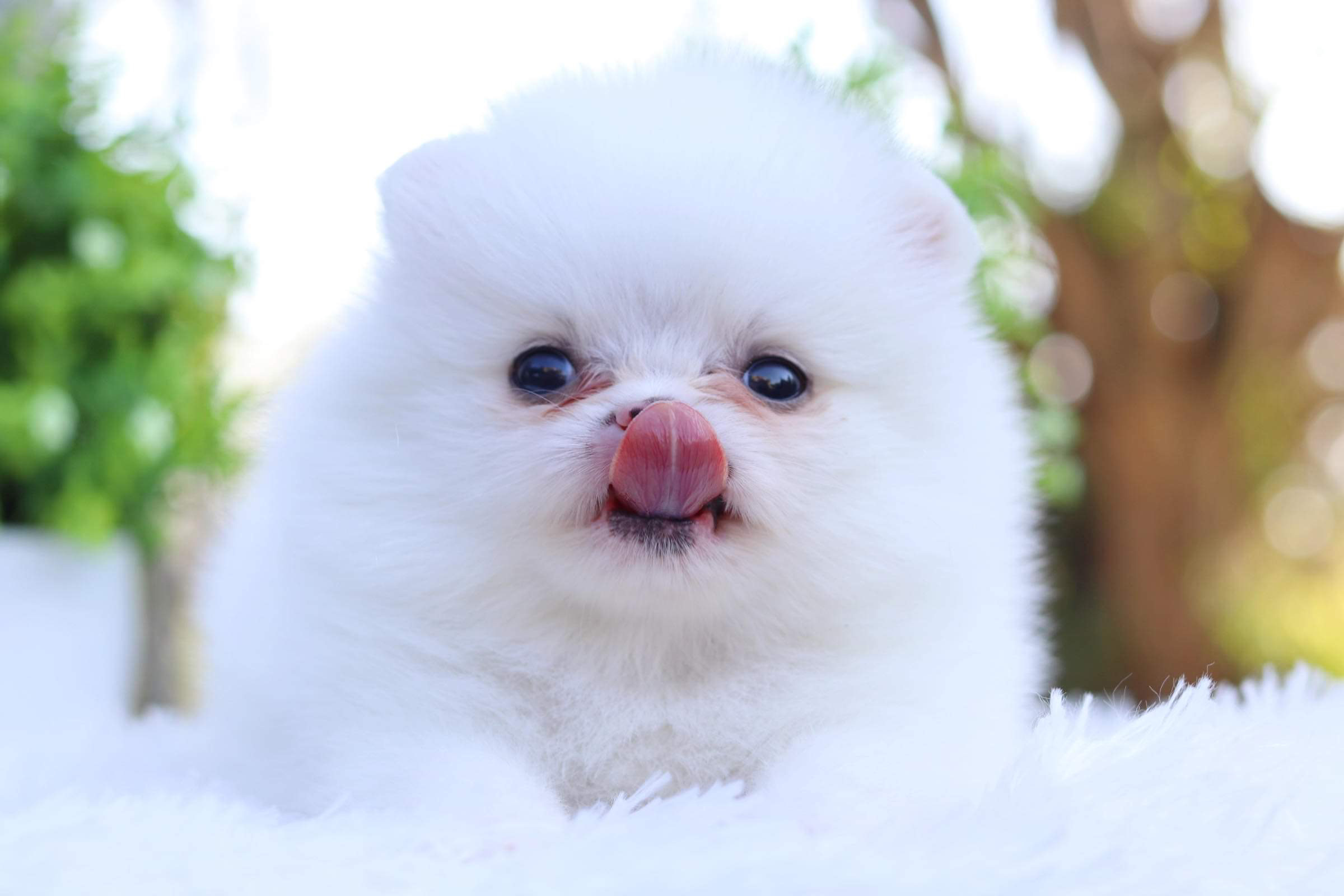 ปอมเมอเรเนียน เพศผู้