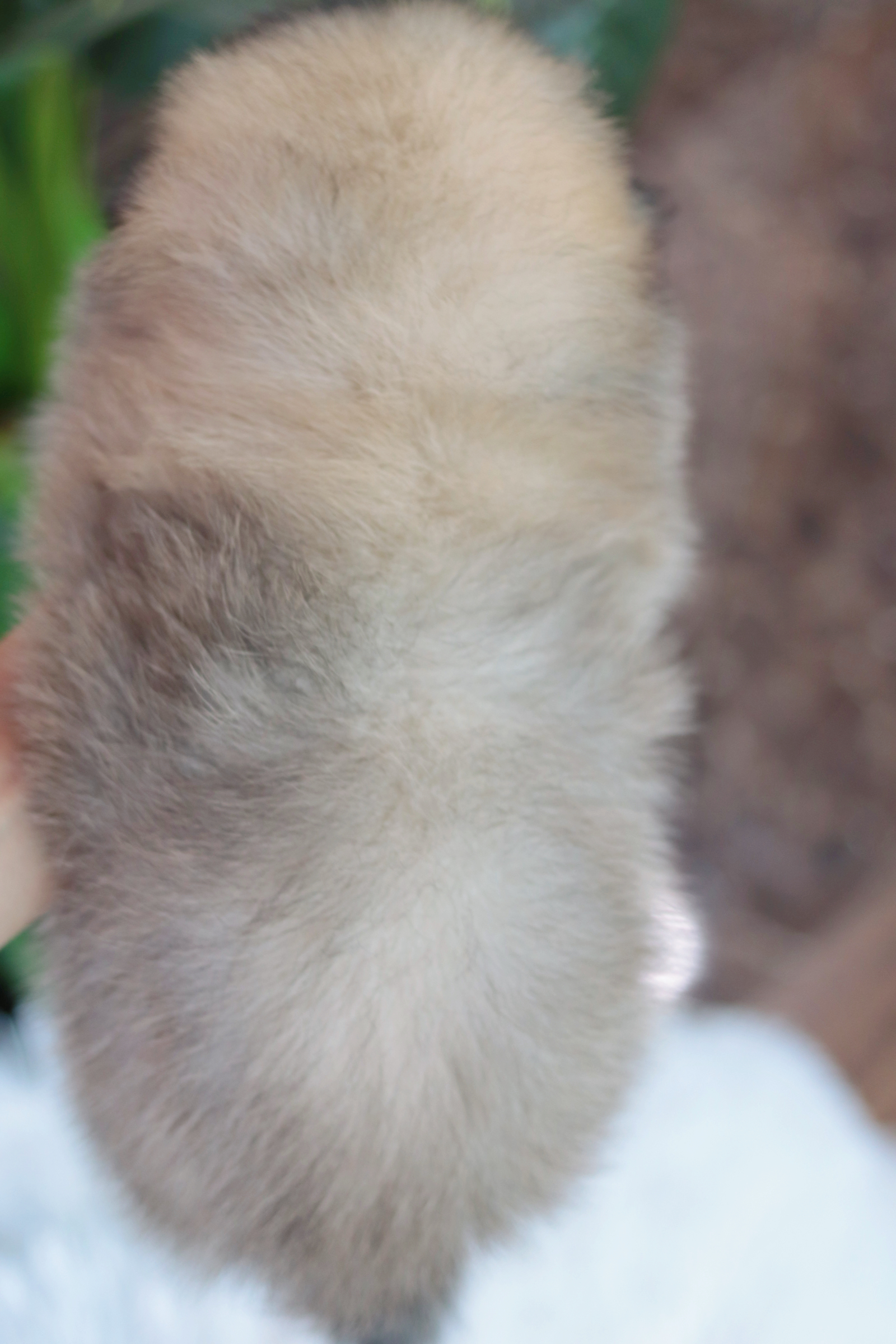 ปอมเมอเรเนียน เพศผู้ สีส้ม