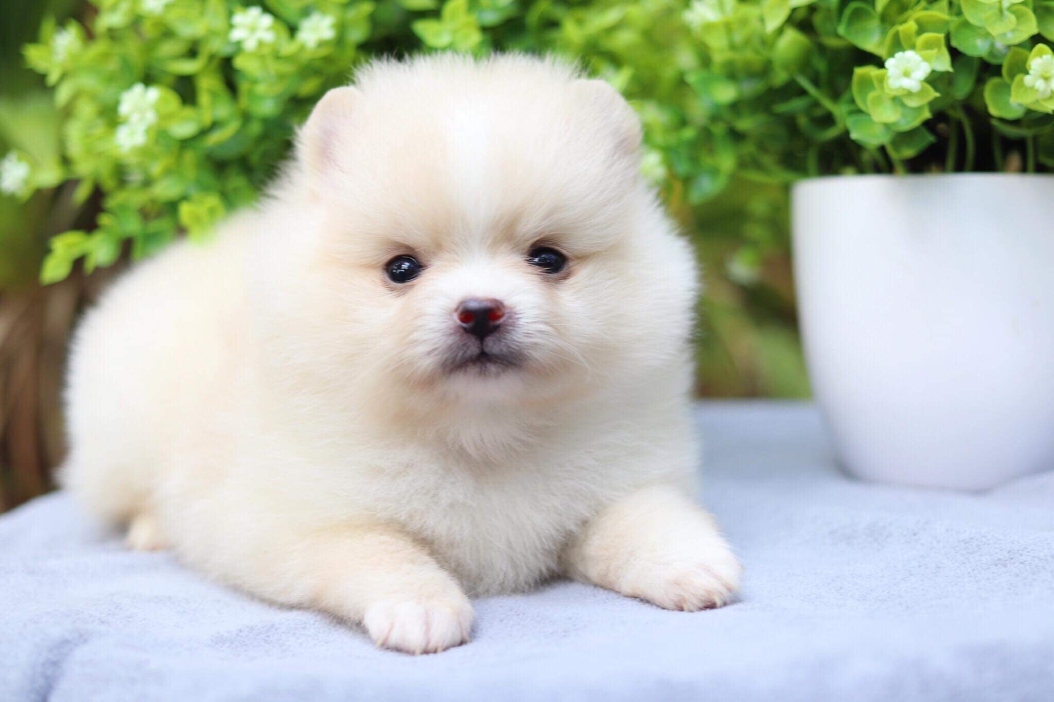 ปอมเมอเรเนียน เพศเมีย