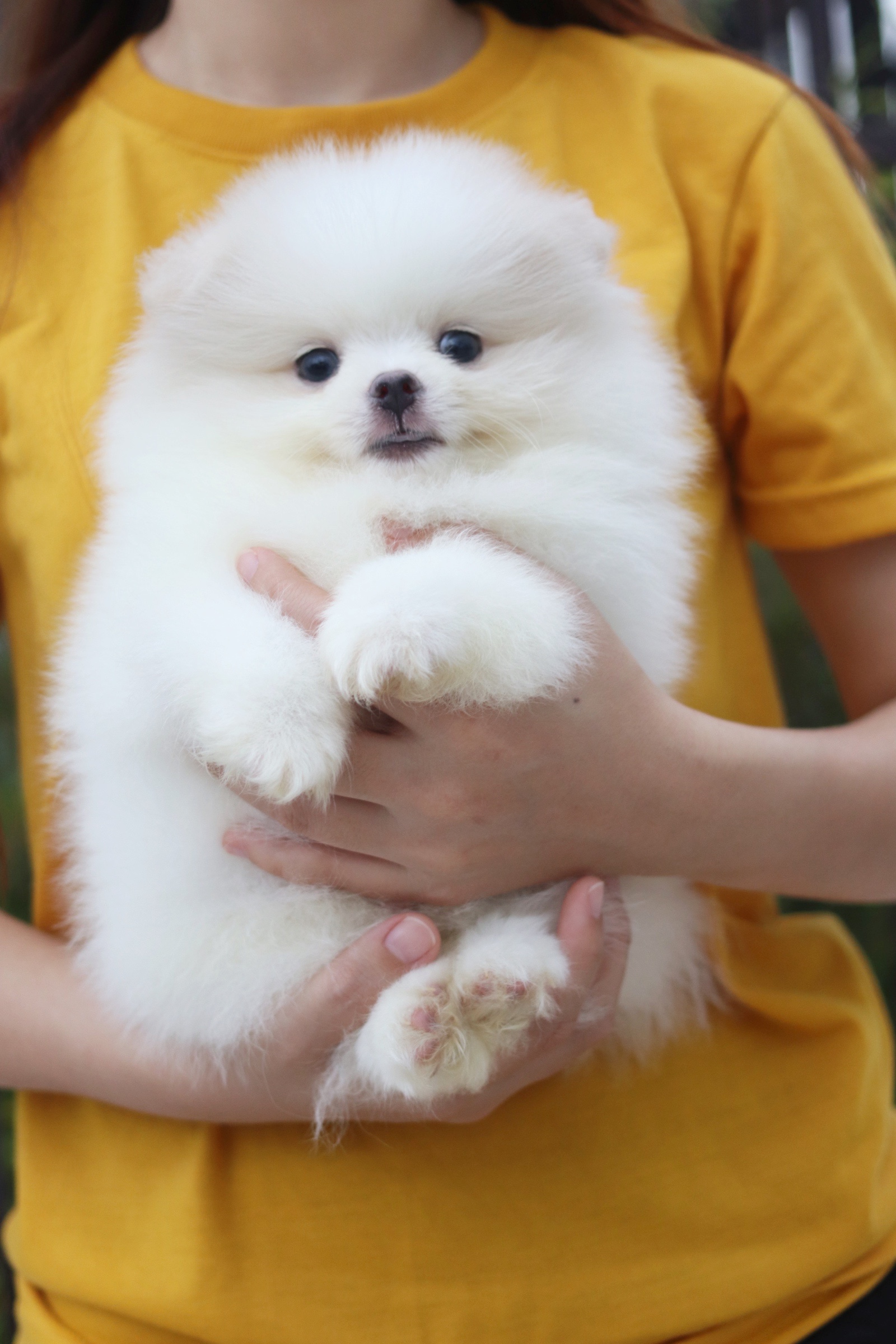 ปอมเมอเรเนียน เพศผู้ สีขาวครีม