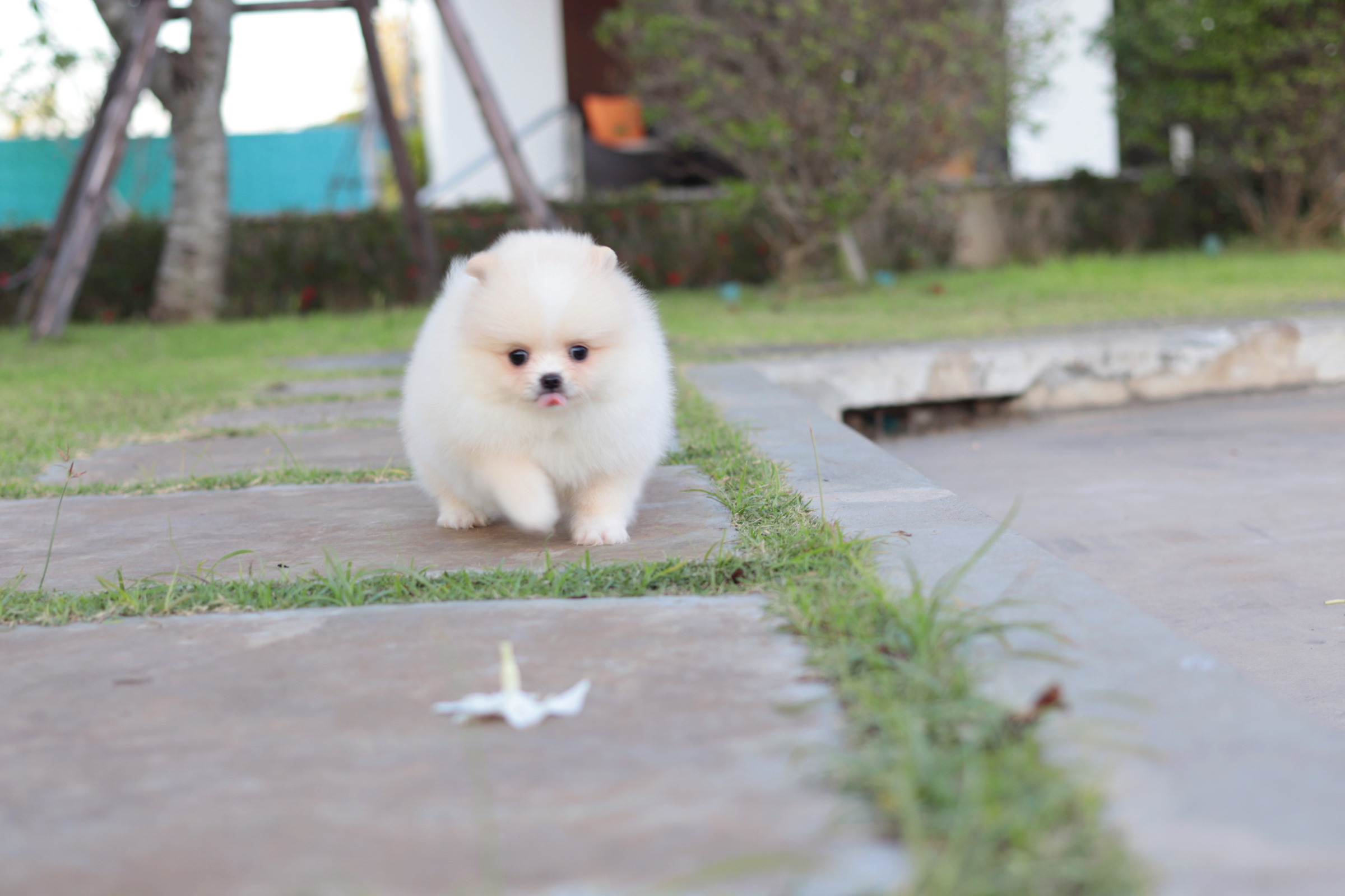 ปอมเมอเรเนียน เพศเมียขาวครีม