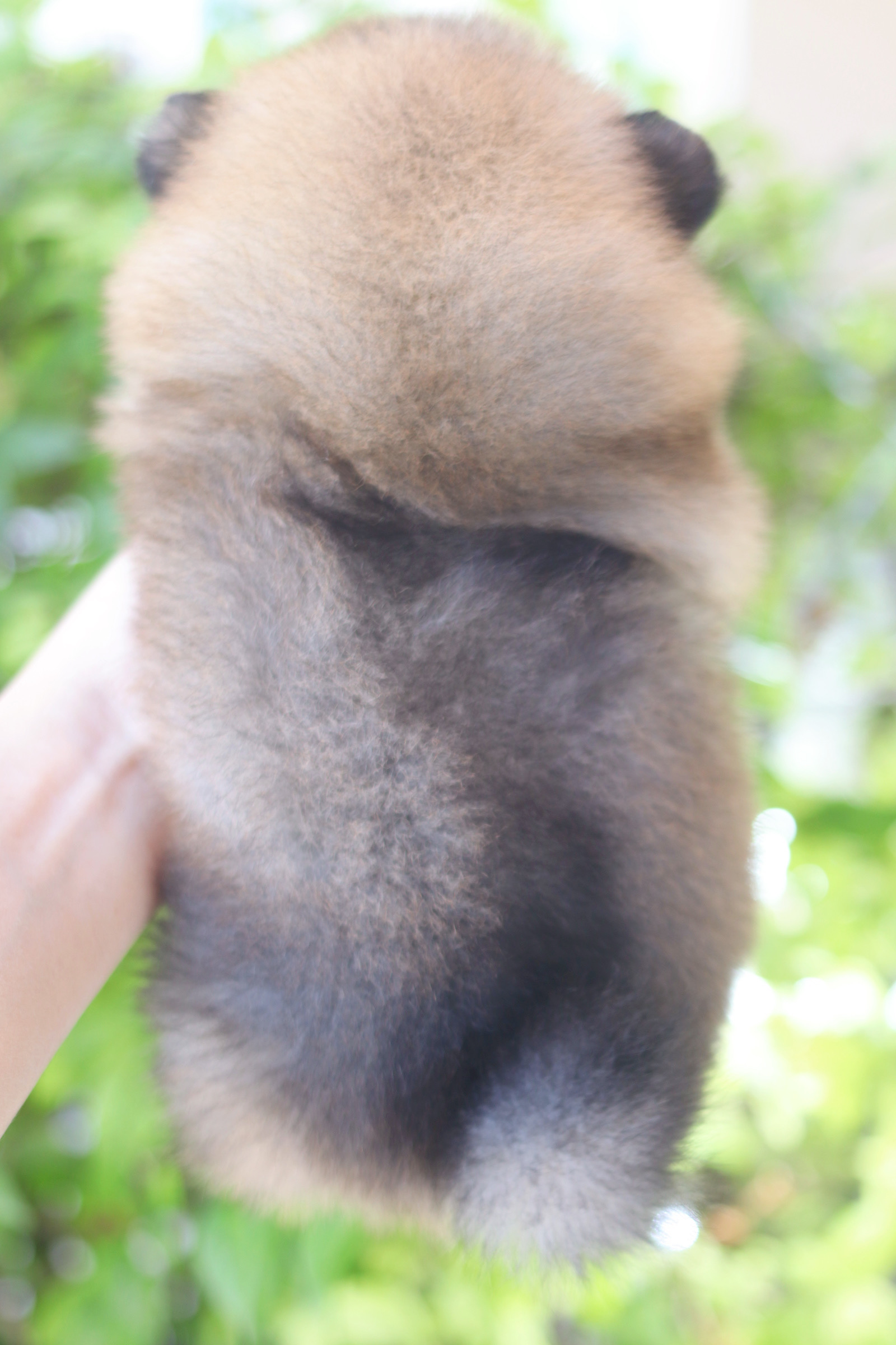 ปอมเมอเรเนียน เพศผู้ สีส้ม เซเบิ้ล