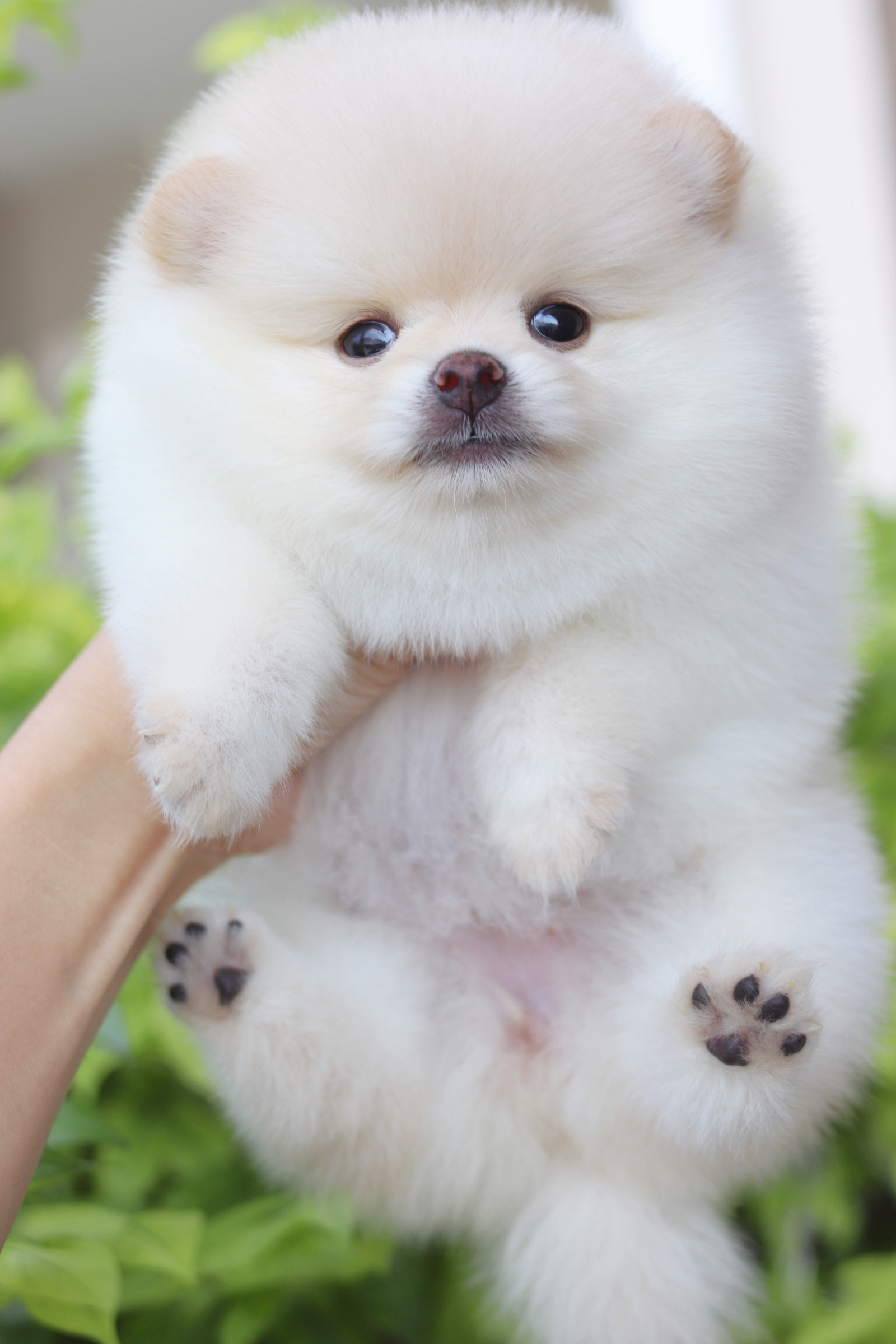 ปอมเมอเรเนียน เพศเมียสีขาวครีม