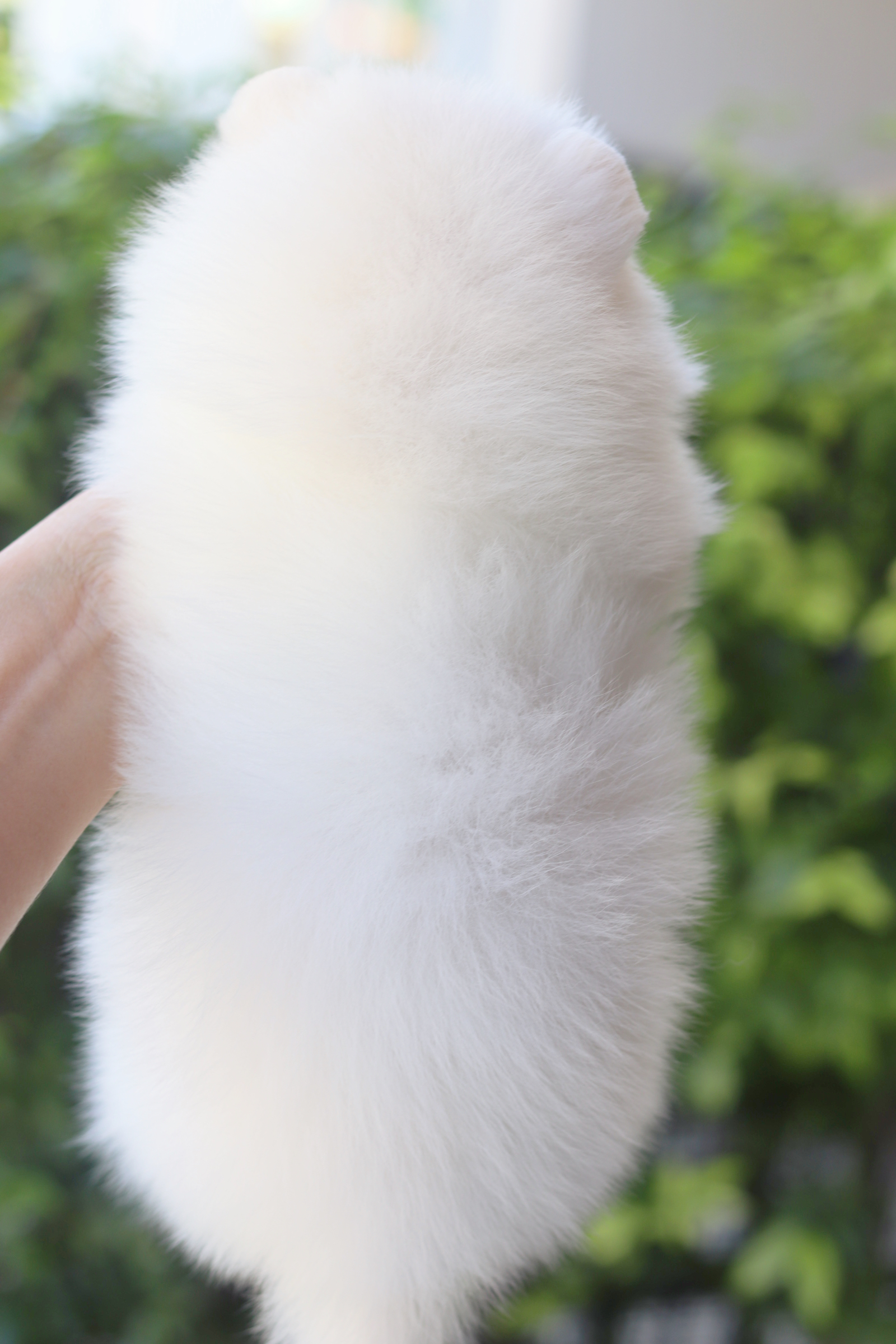 ปอมเมอเรเนียน เพศเมียสีขาวครีม