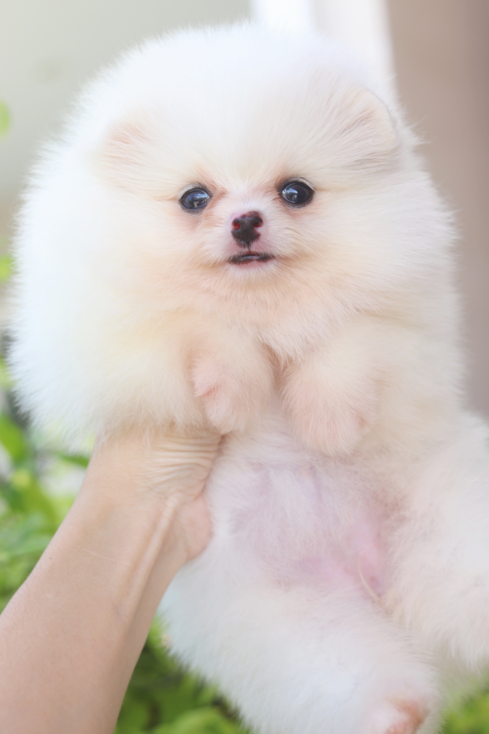 ปอมเมอเรเนียน เพศเมียสีขาวครีม