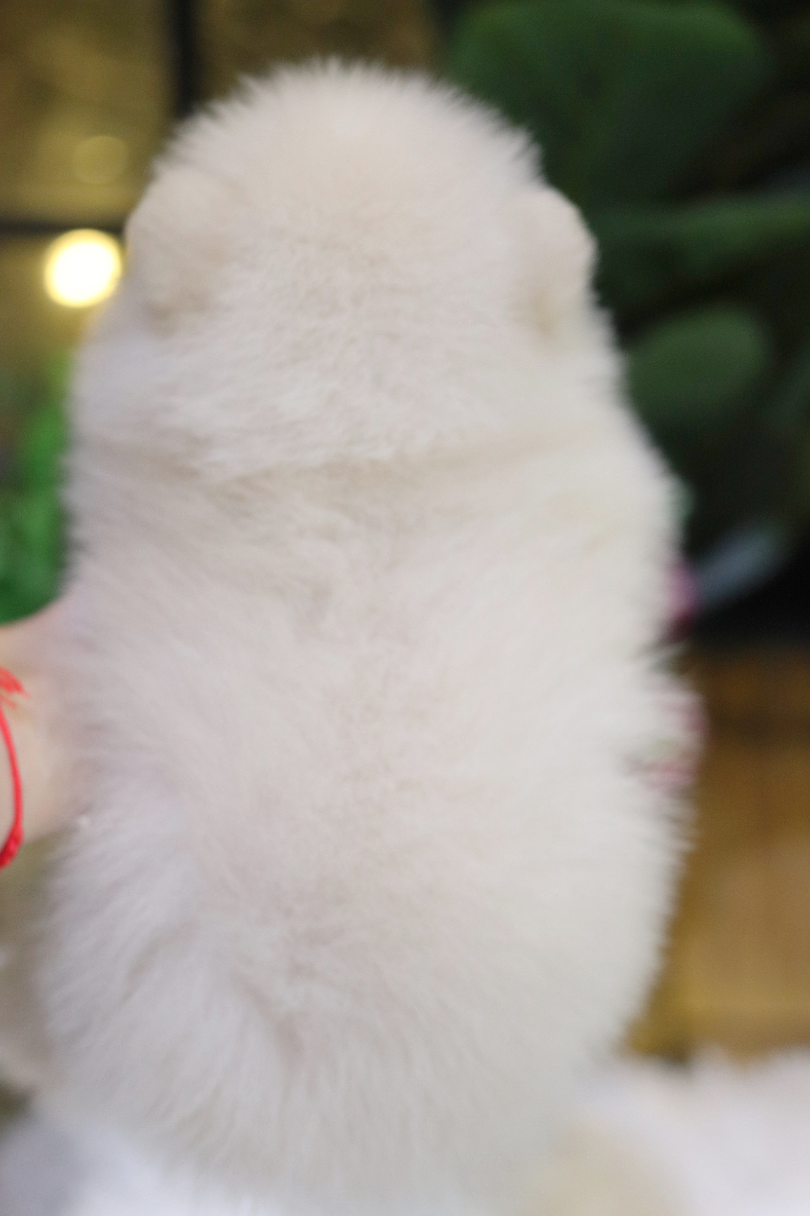 ปอมเมอเรเนียน เพศผู้ สีขาวครีม