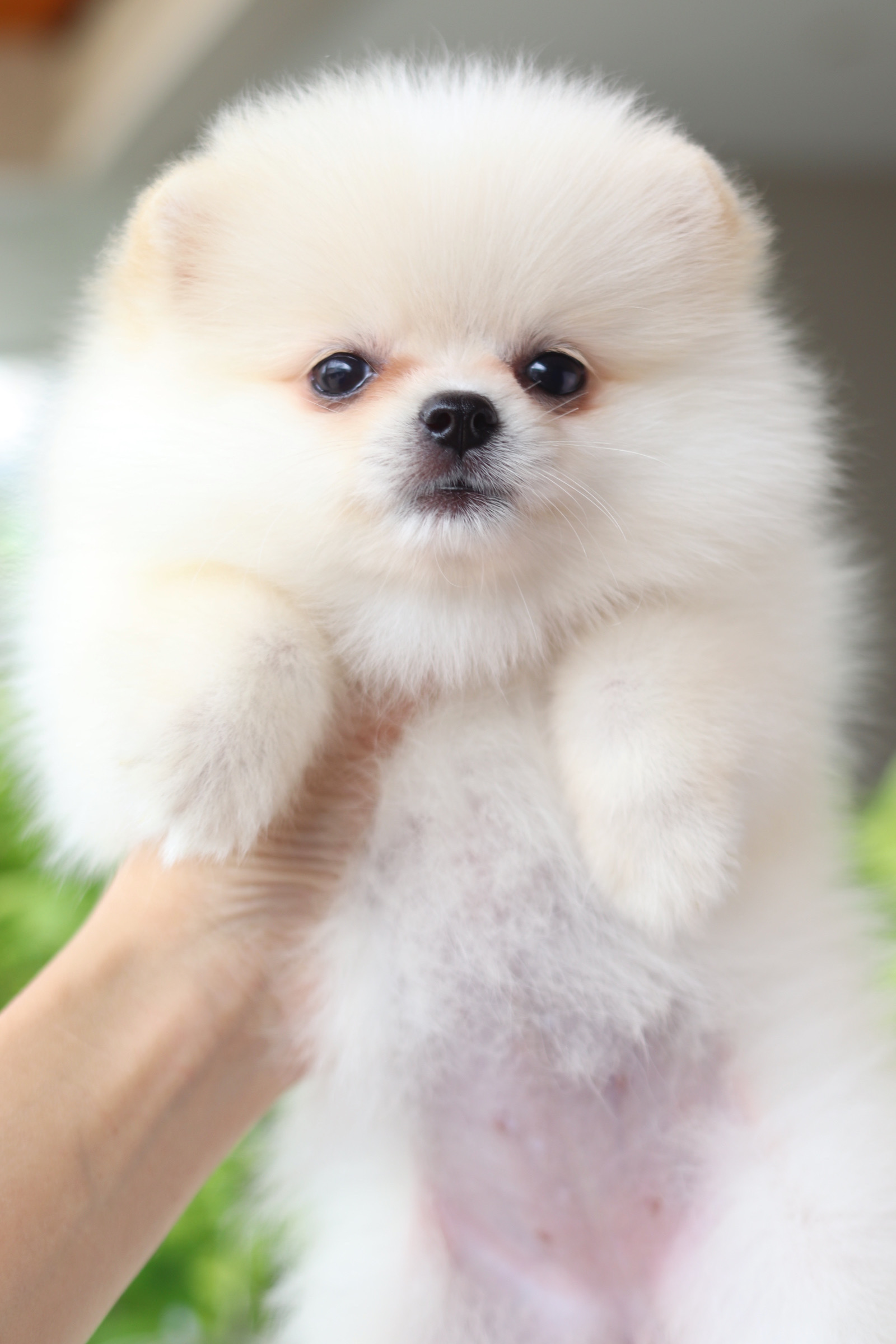 ปอมเมอเรเนียน เพศเมีย สีขาวครีม