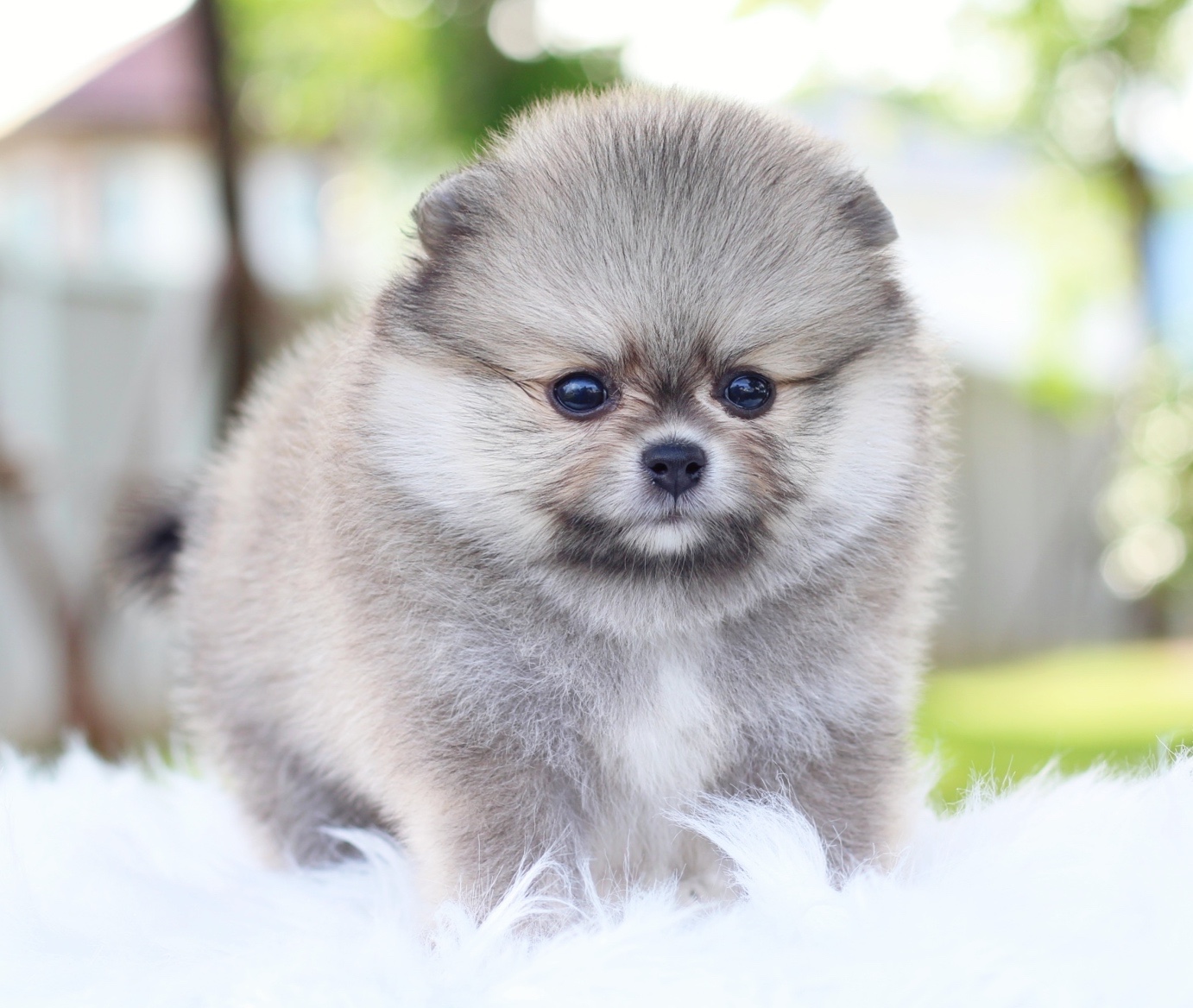 ปอมเมอเรเนียน เพศผู้สีส้ม