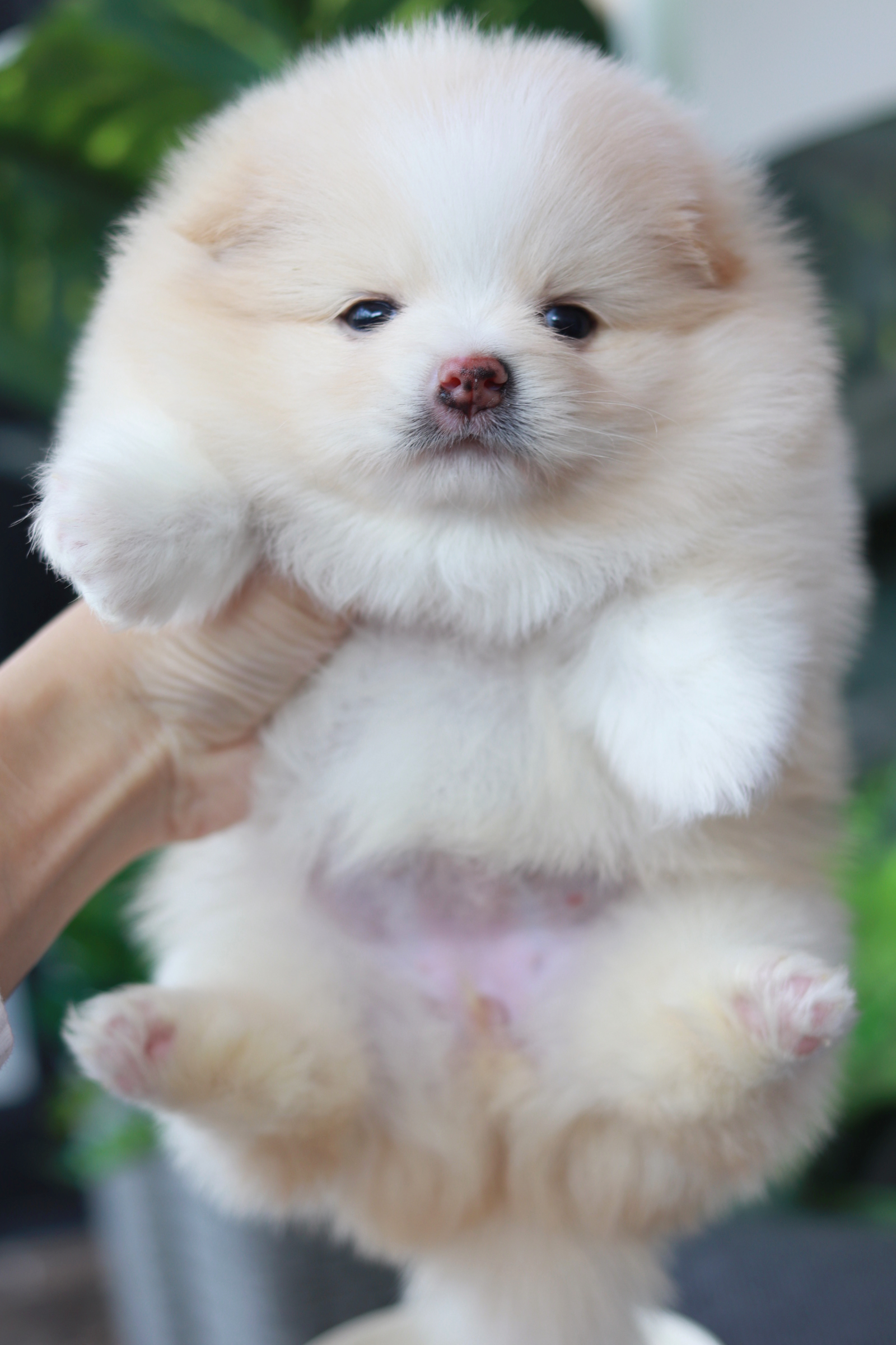 ปอมเมอเรเนียน เพศเมีย