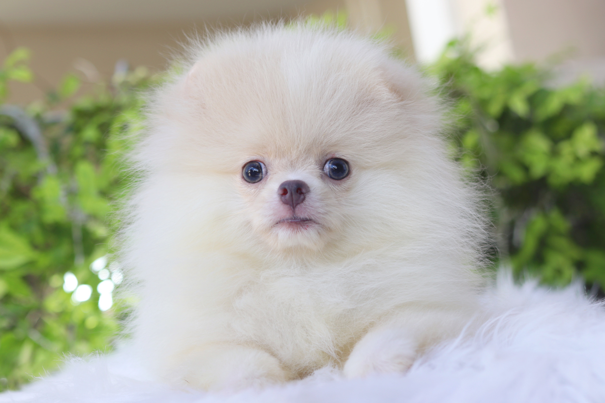 ปอมเมอเรเนียน เพศผู้ สีขาวครีม