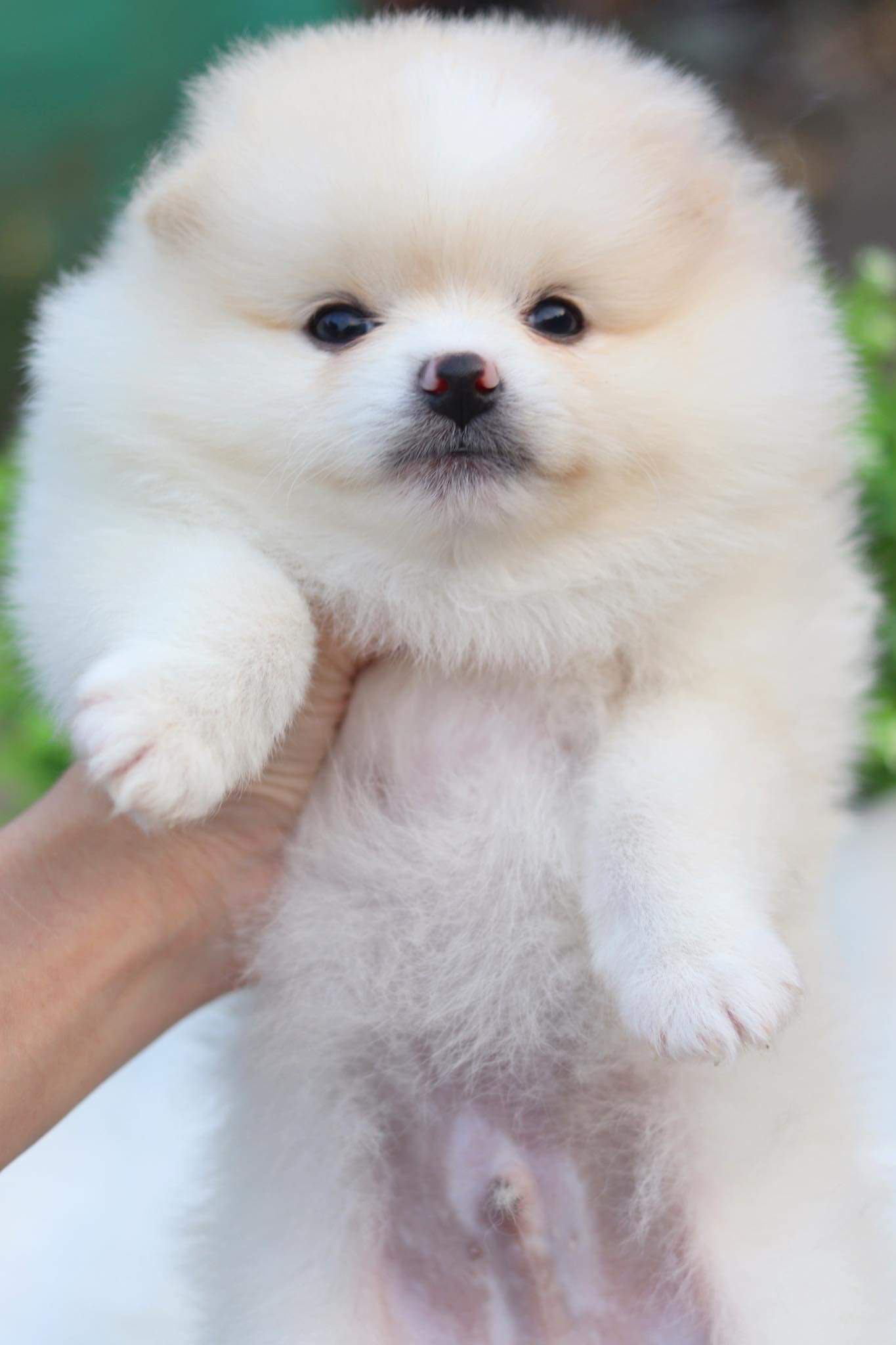 ปอมเมอเรเนียน เพศผู้