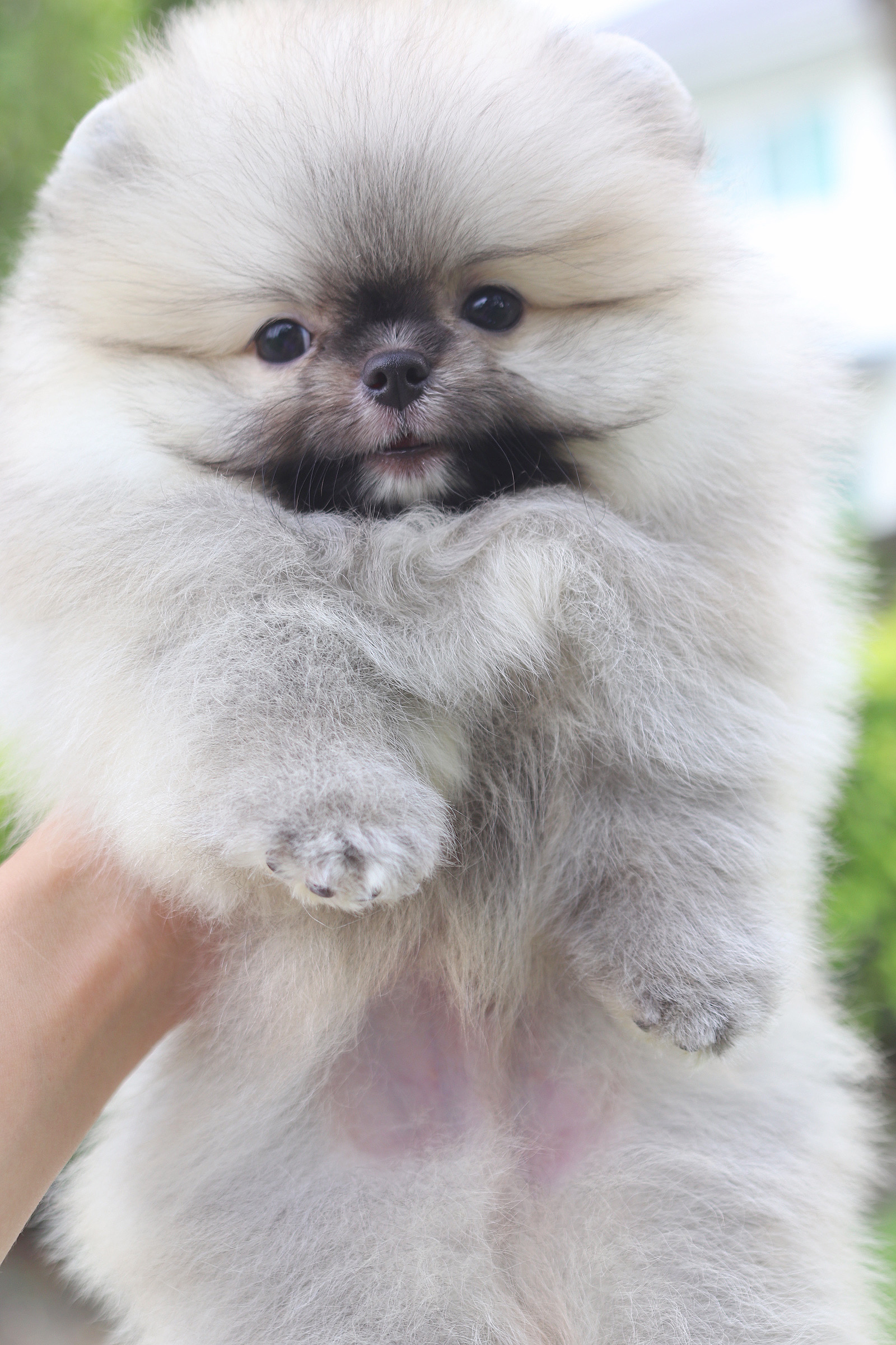 ปอมเมอเรเนียน เพศผู้สีส้ม เกรดโชว์