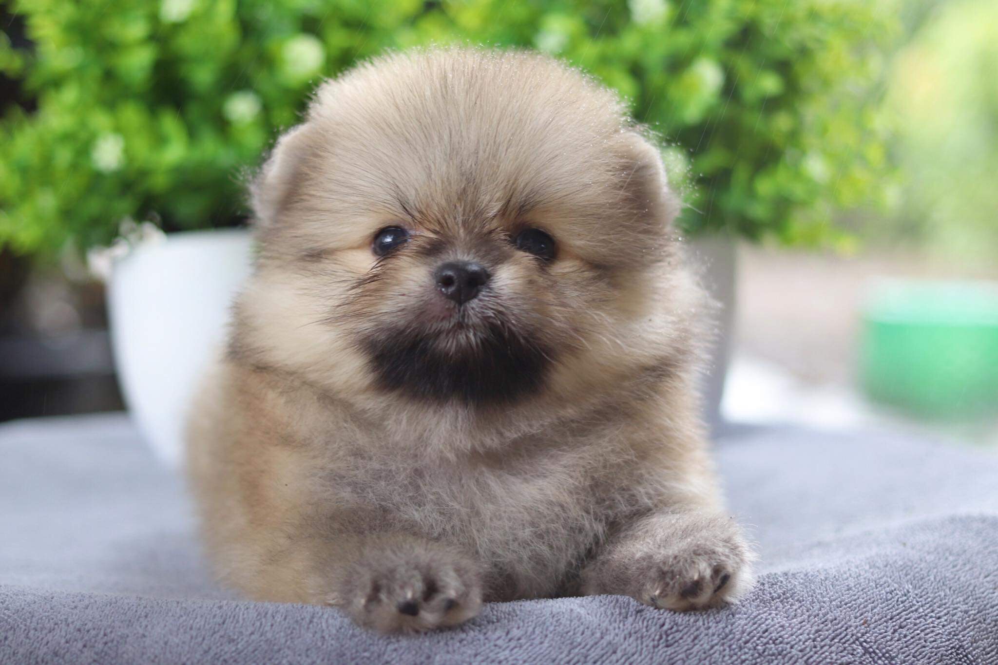 ปอมเมอเรเนียน เพศผู้