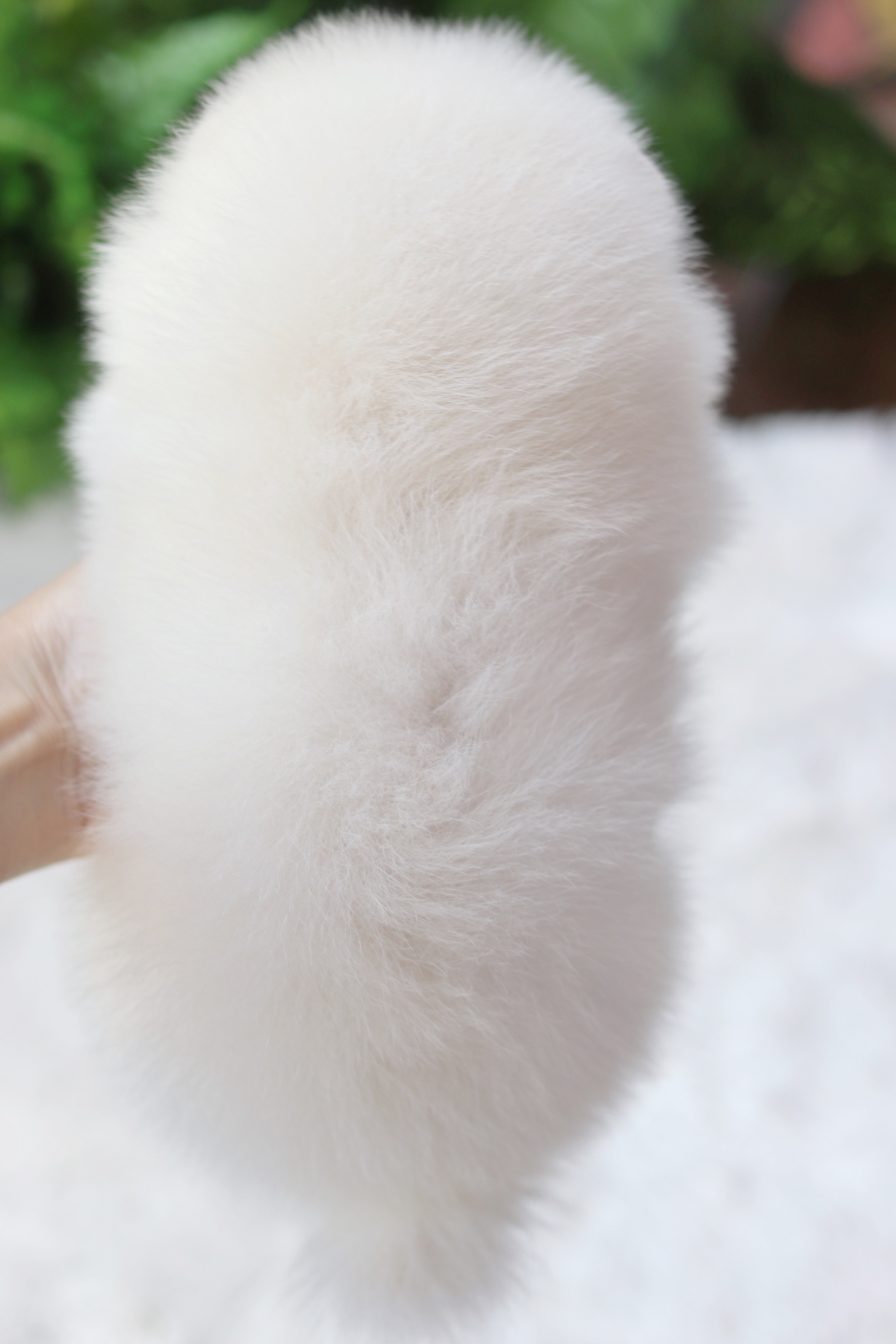 ปอมเมอเรเนียน เพศผู้ ขาวครีม