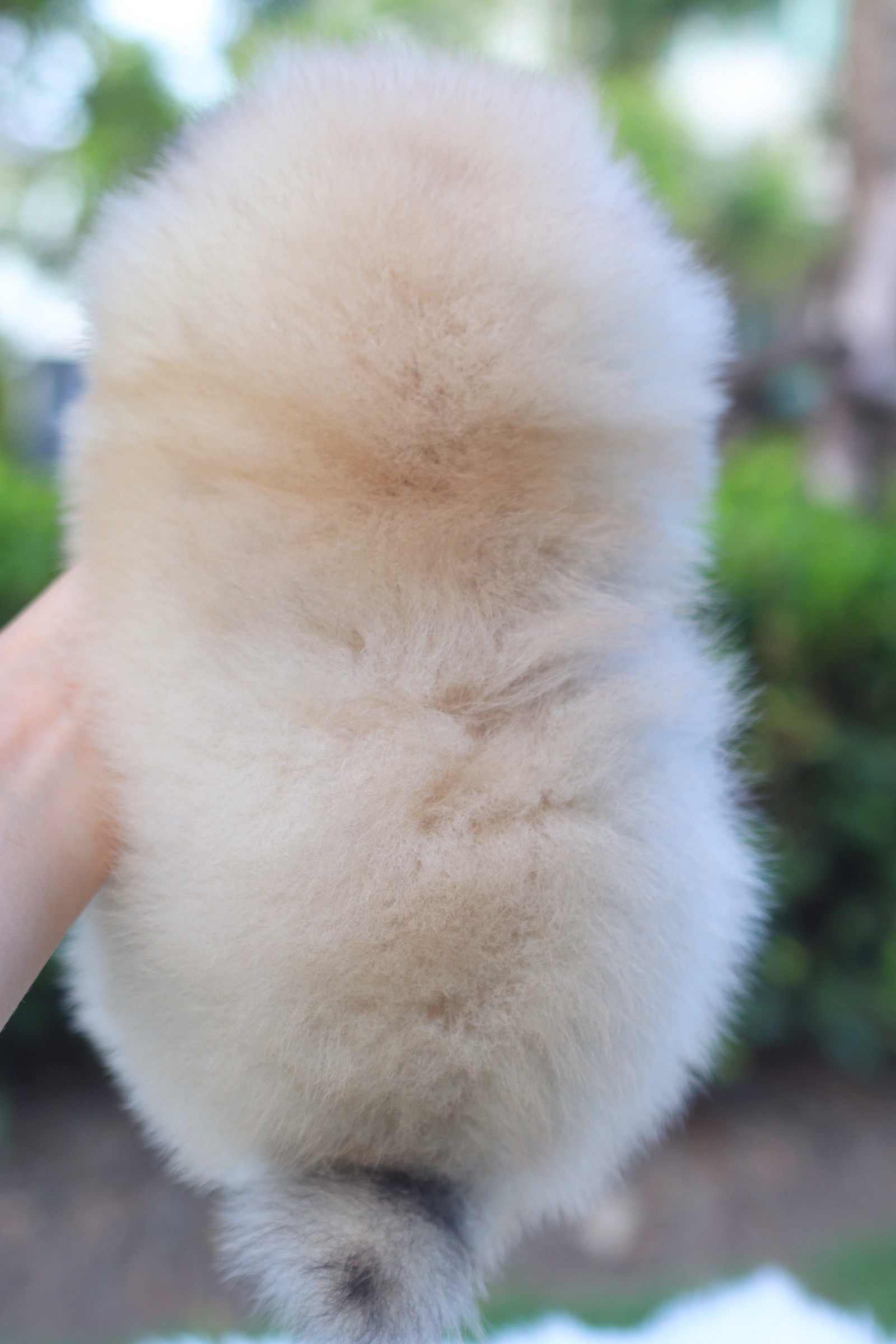 ปอมเมอเรเนียน เพศผู้ สีส้ม เกรดโชว์