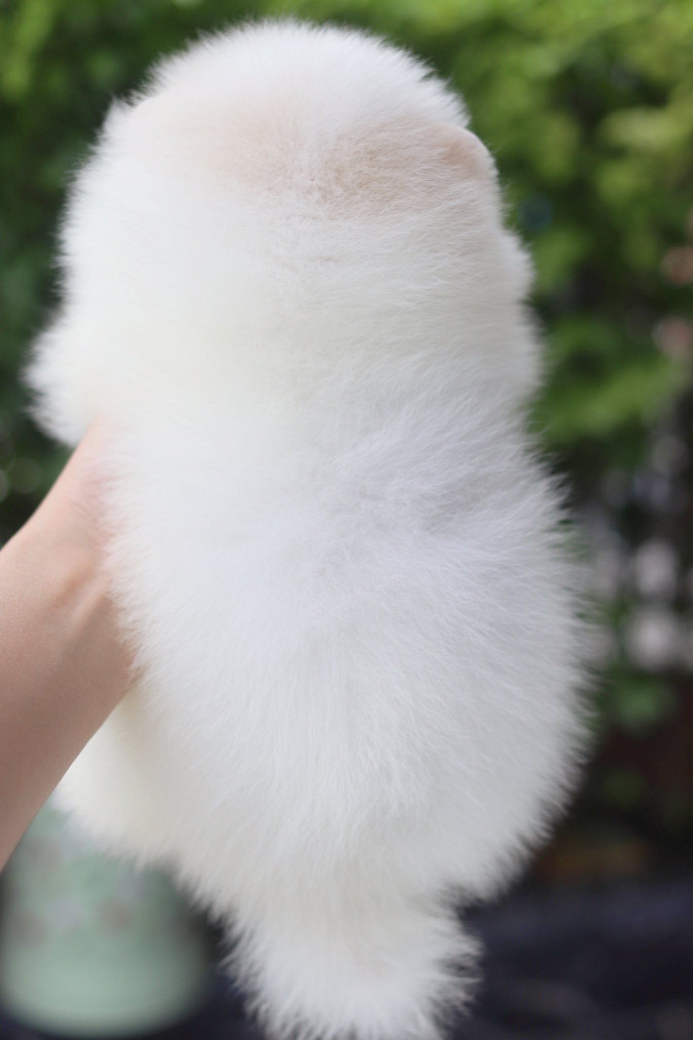 ปอมเมอเรเนียน เพศเมียสีขาวครีม