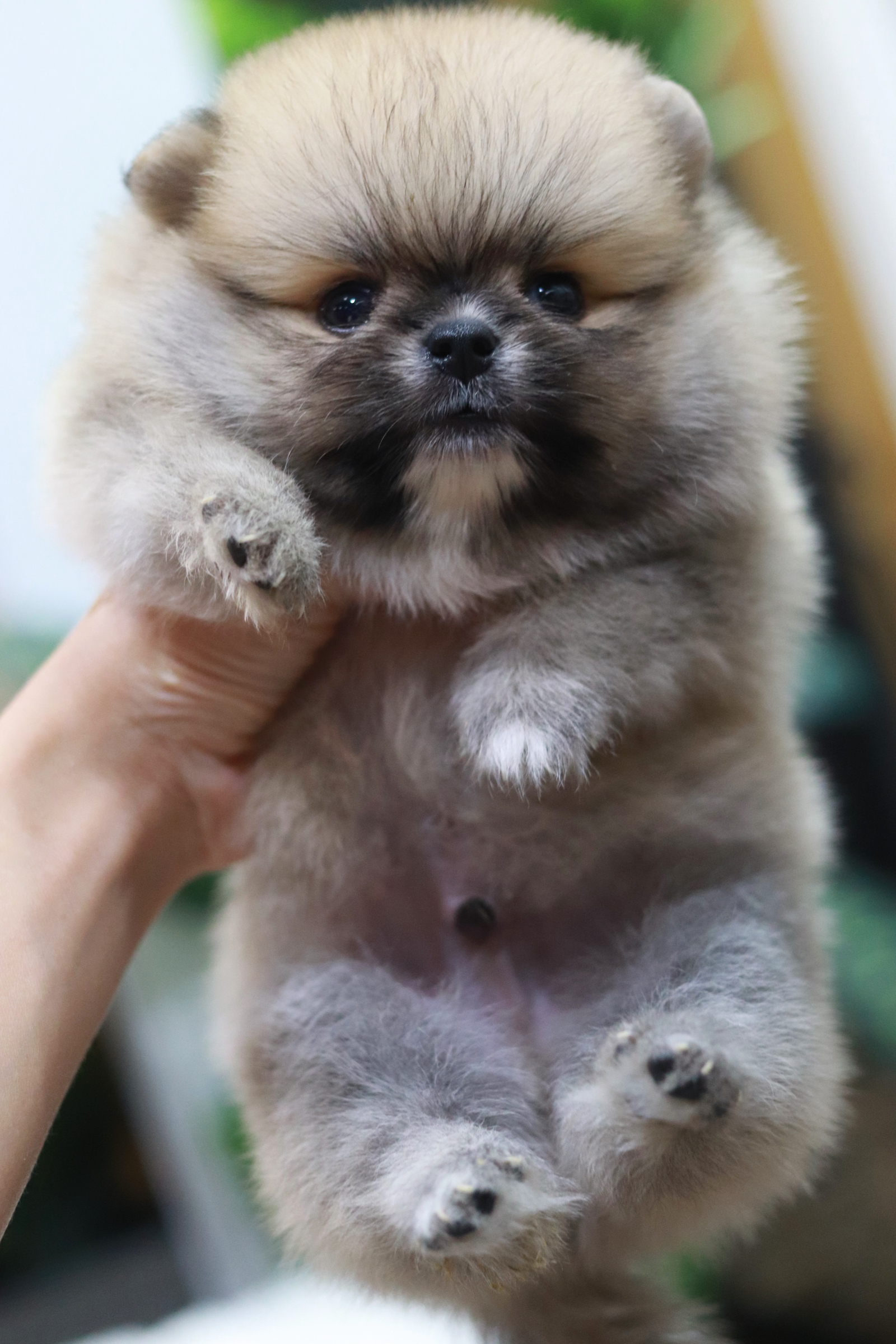 ปอมเมอเรเนียน เพศผู้ สีส้มหน้าตุ๊กตา