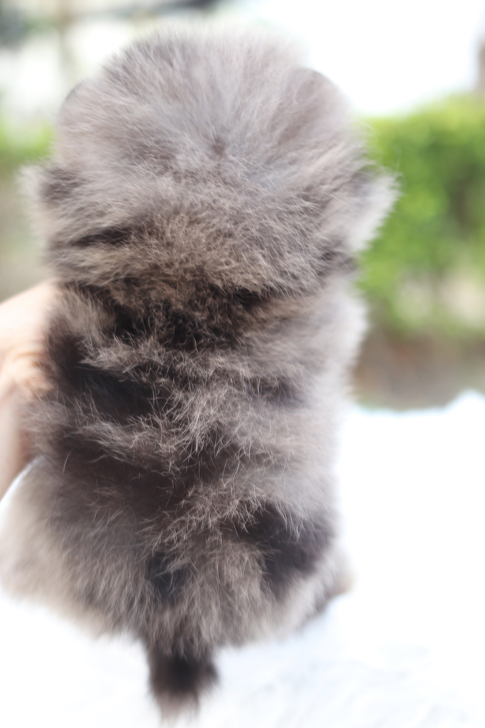 ปอมเมอเรเนียน เพศผู้สีเมอร์เร่ตาฟ้าคู่