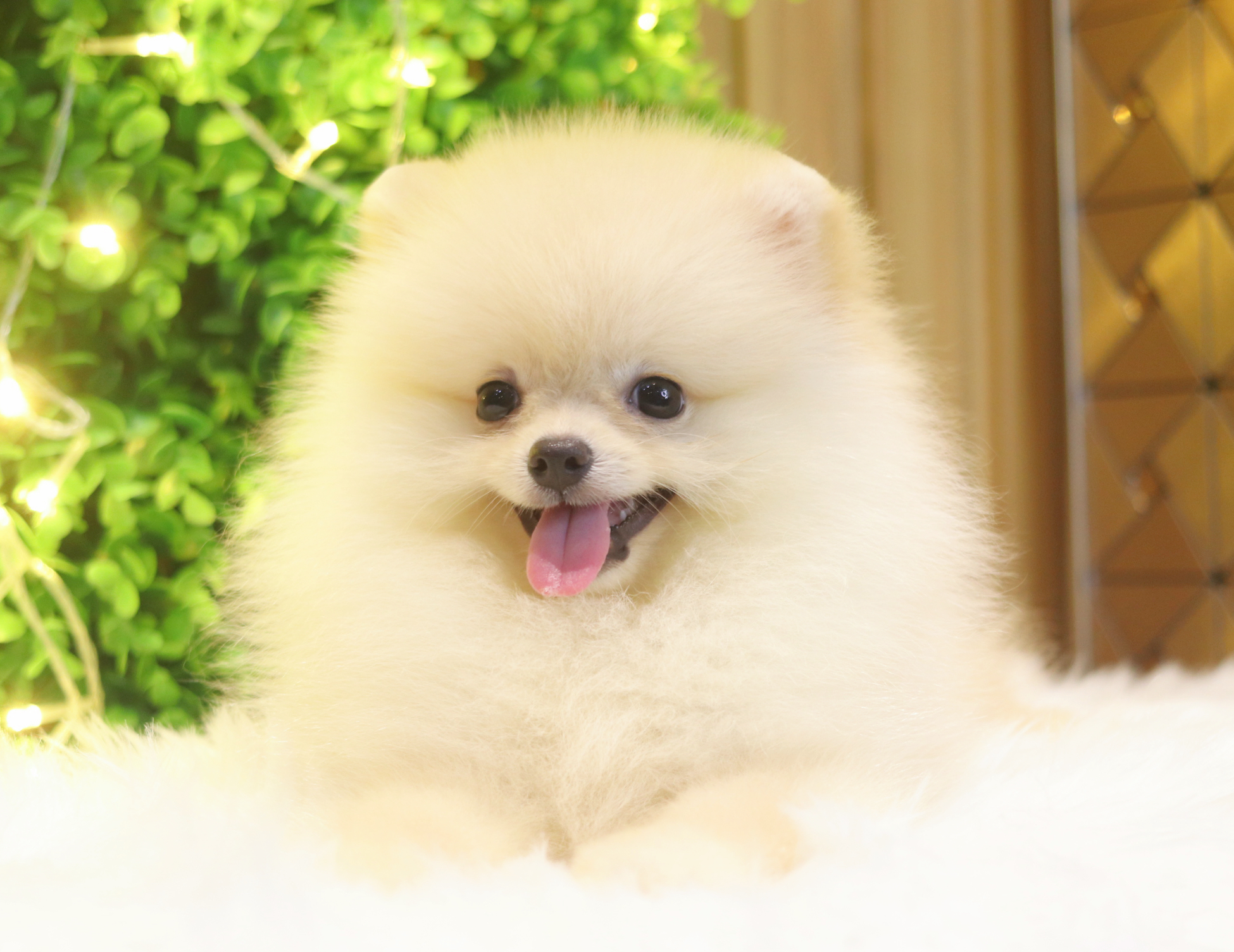 ปอมเมอเรเนียน เพศเมียสีครีม