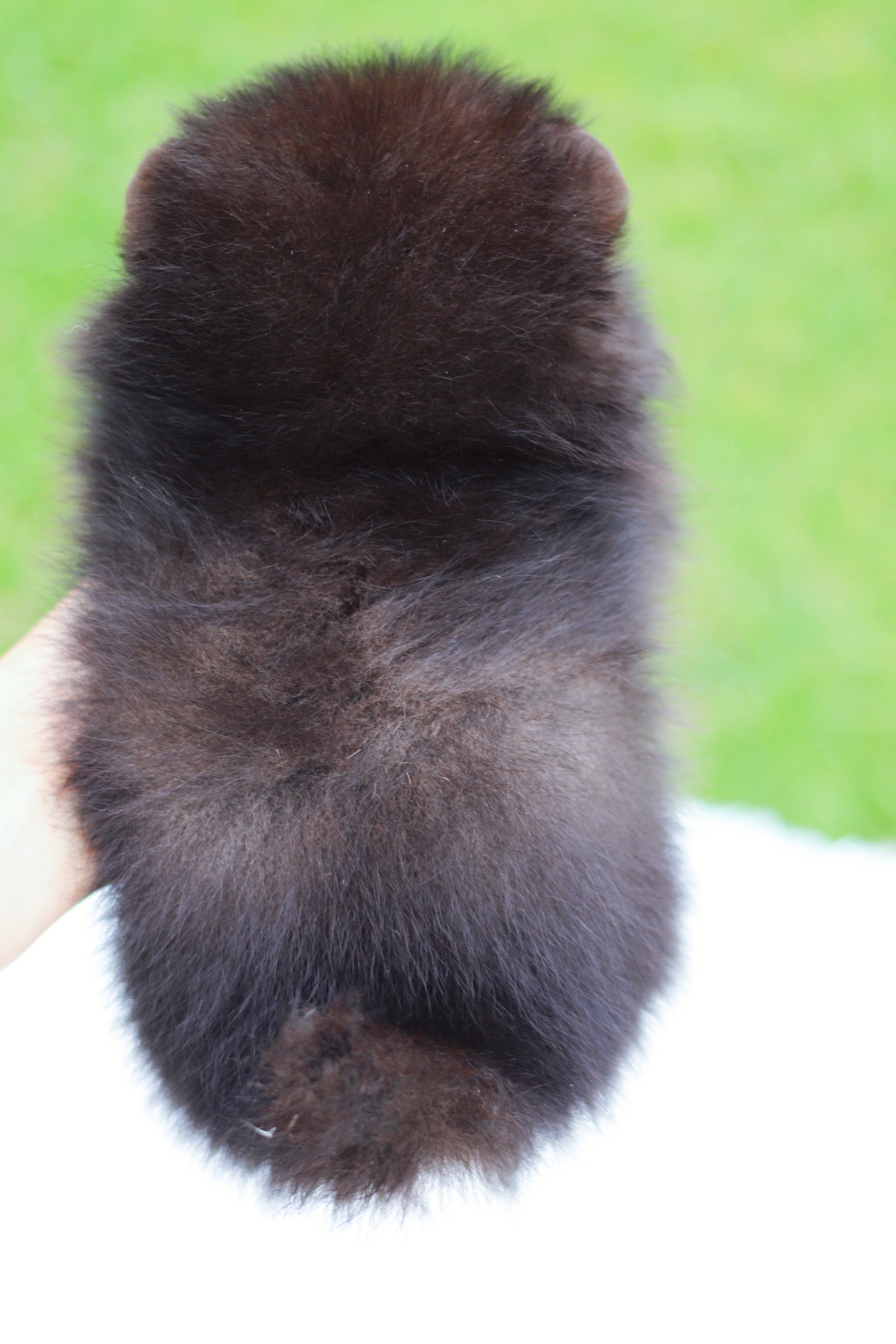 ปอมเมอเรเนียน เพศเมีย สีดำ