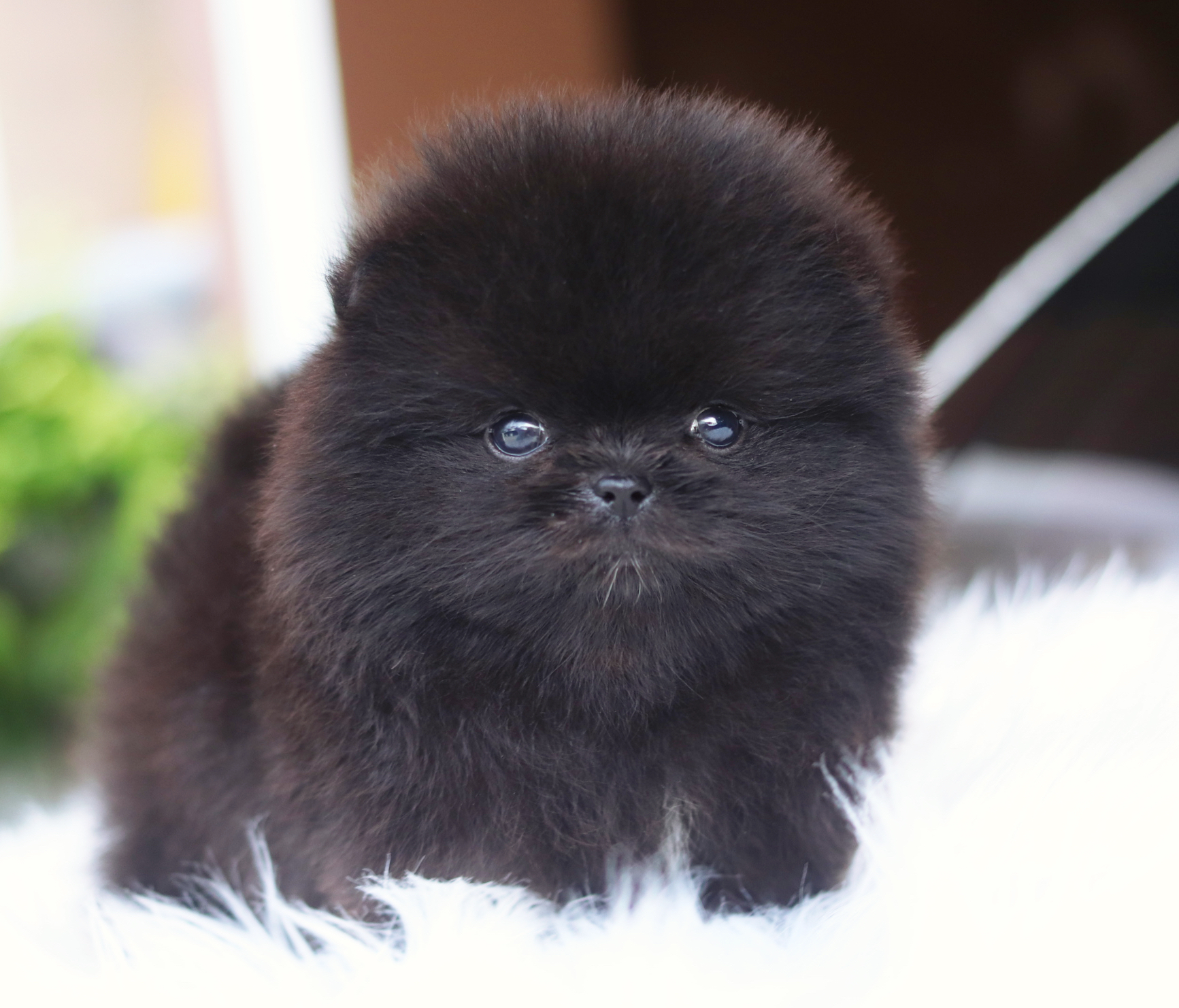 ปอมเมอเรเนียน เพศเมียสีดำ