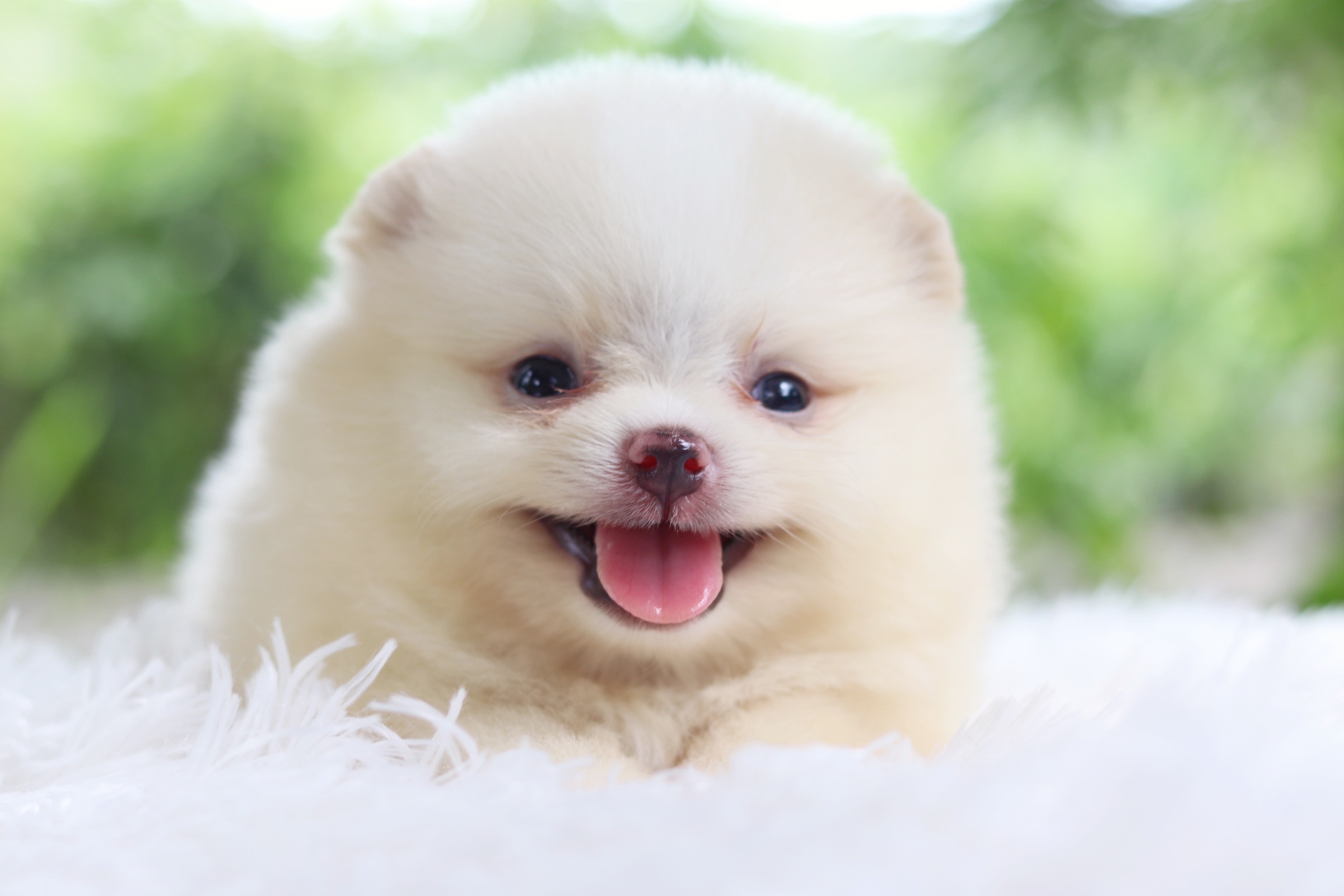 ปอมเมอเรเนียน เพศเมียสีครีม