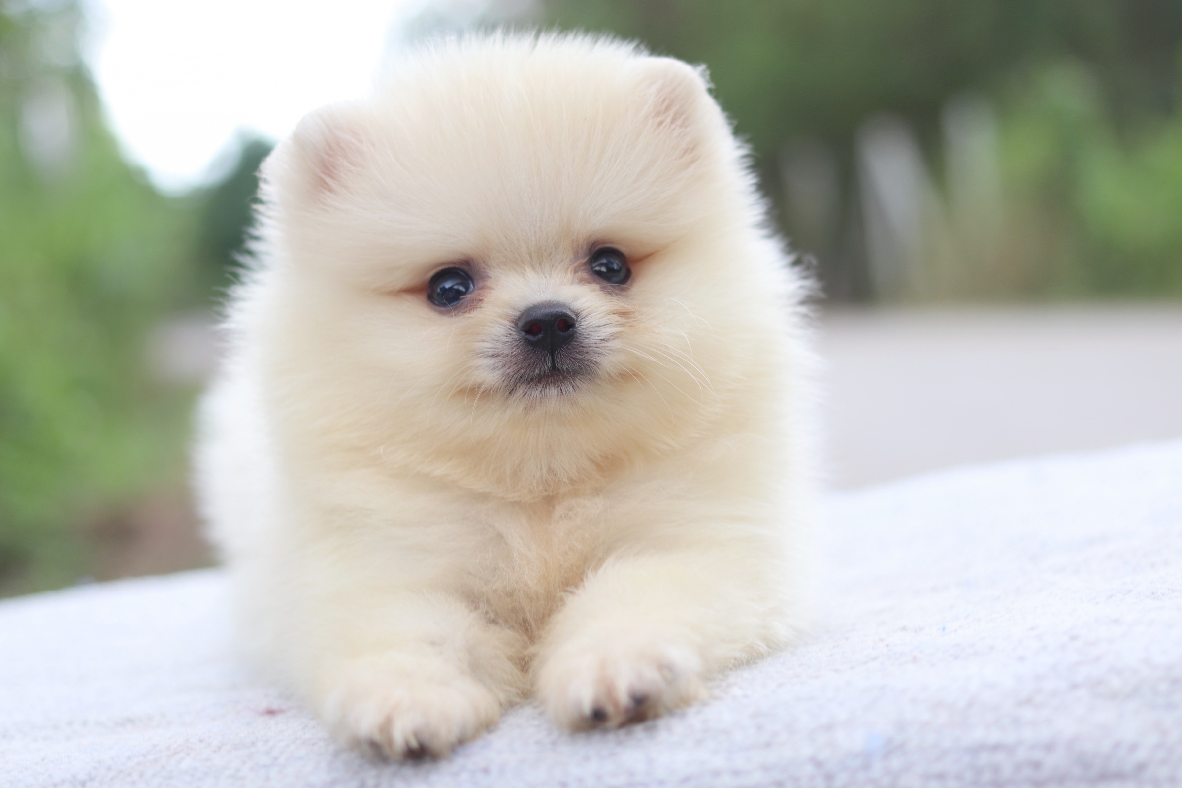 ปอมเมอเรเนียน เพศผู้ขาวครีม