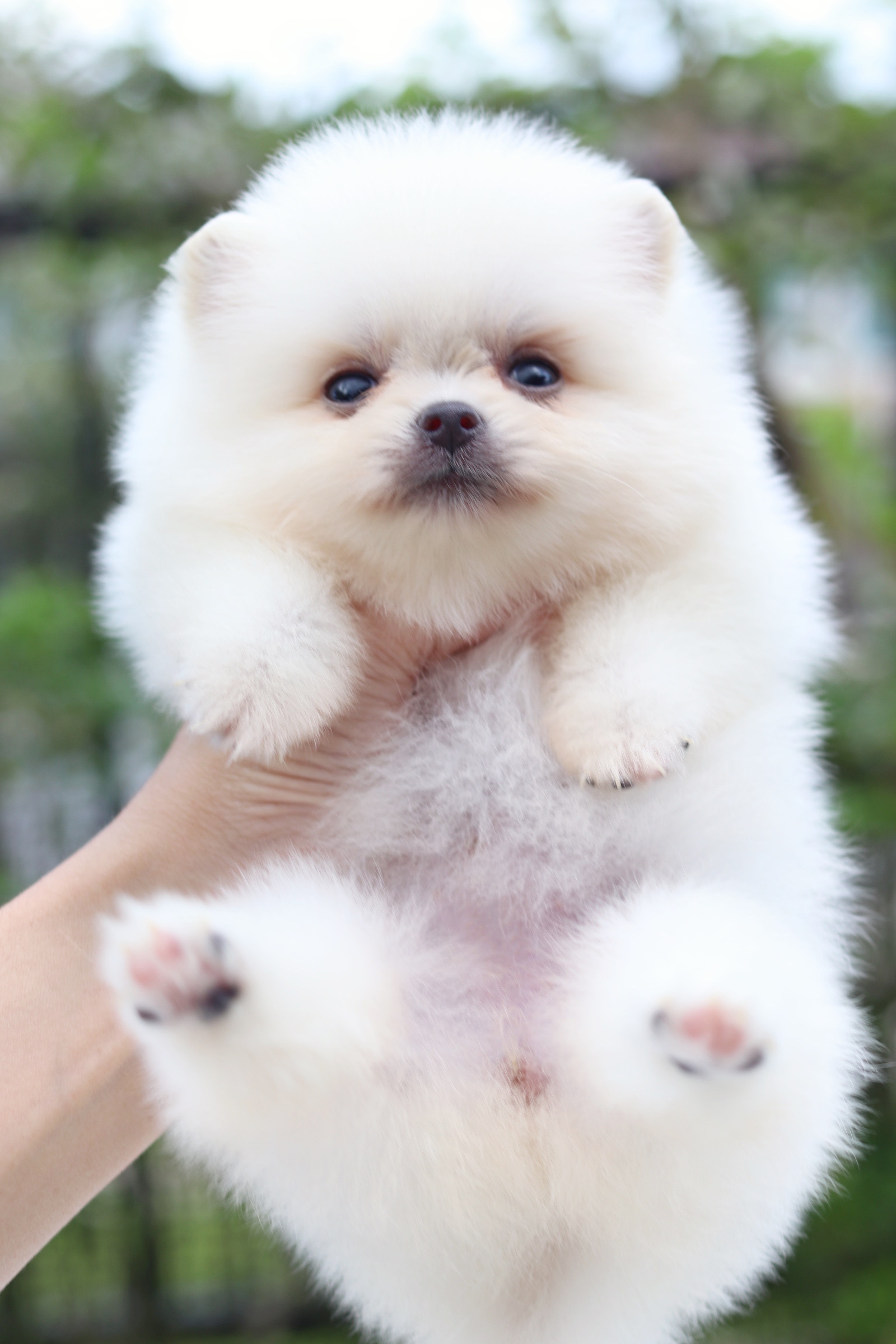 ปอมเมอเรเนียน เพศเมียขาวครีมไซส์เล็ก