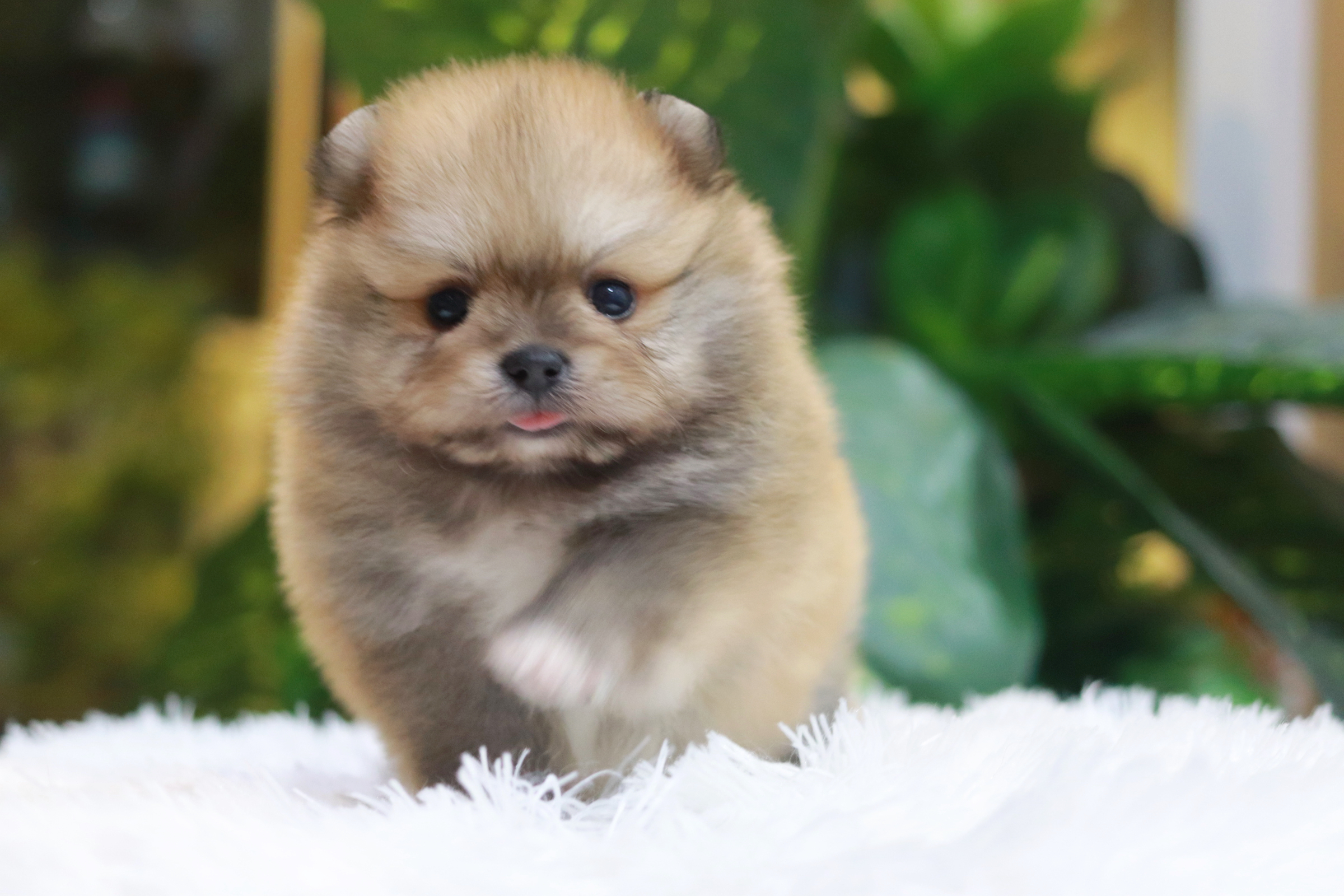 ปอมเมอเรเนียน เพศเมีย สีส้ม ขนแน่นหน้าตุ๊กตา