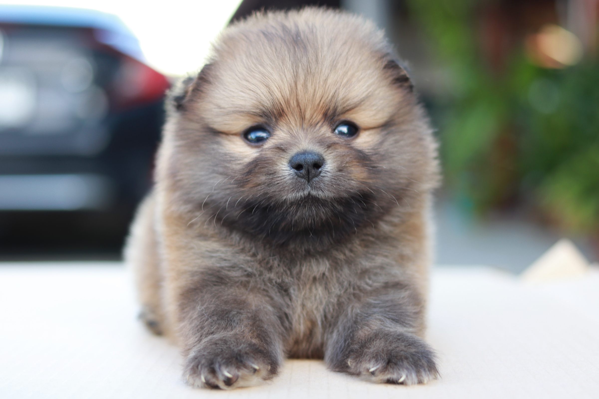 ปอมเมอเรเนียน เพศผู้ สีส้ม