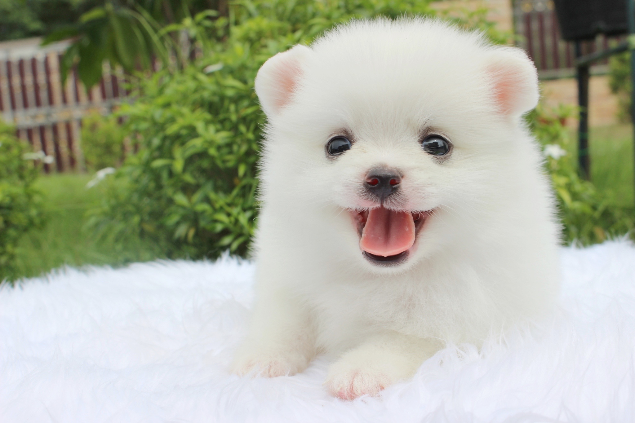 ปอมเมอเรเนียน เพศผู้ขาวครีม เกรดเลี้ยงเล่น