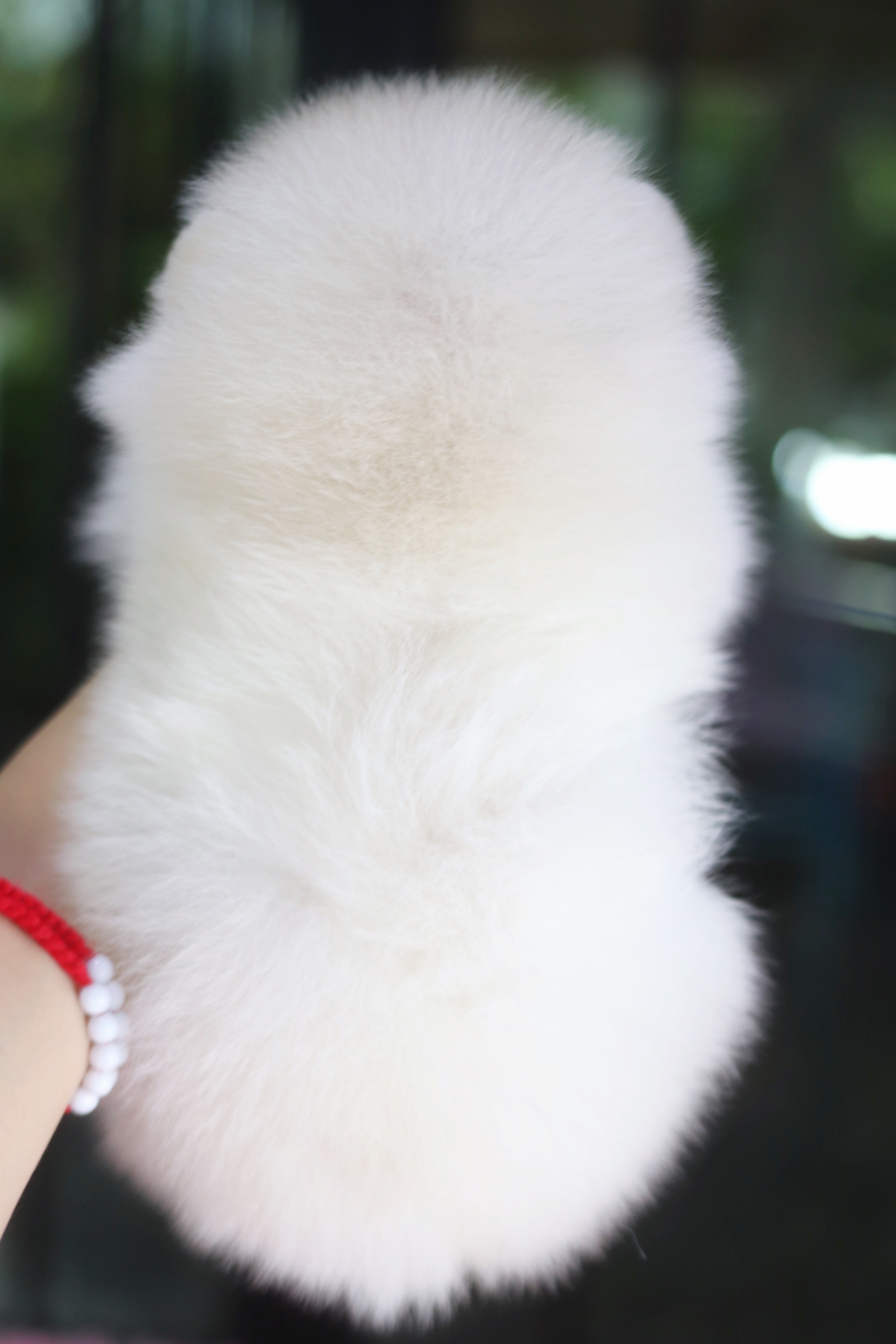 ปอมเมอเรเนียน เพศเมียสีขาว ครีม เกรดโชว์