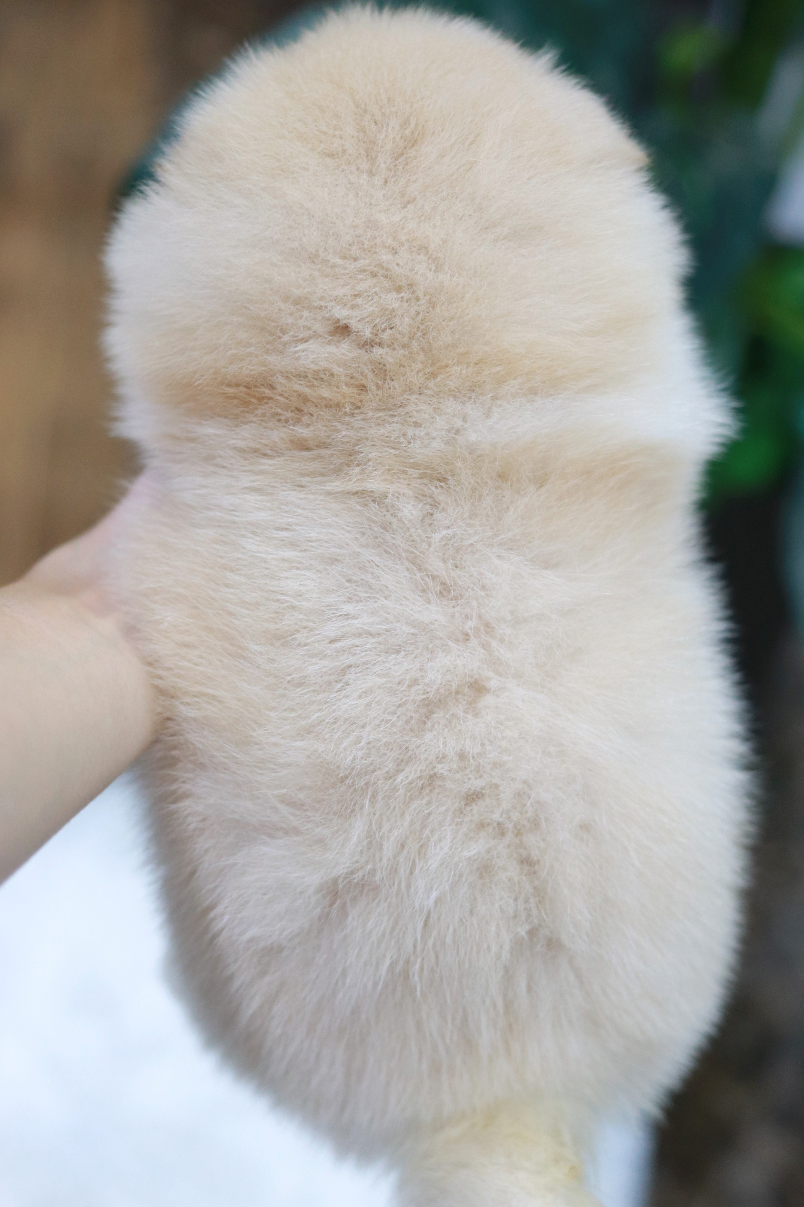 ปอมเมอเรเนียน เพศผู้ สีขาวครีม ไซส์ปกติ