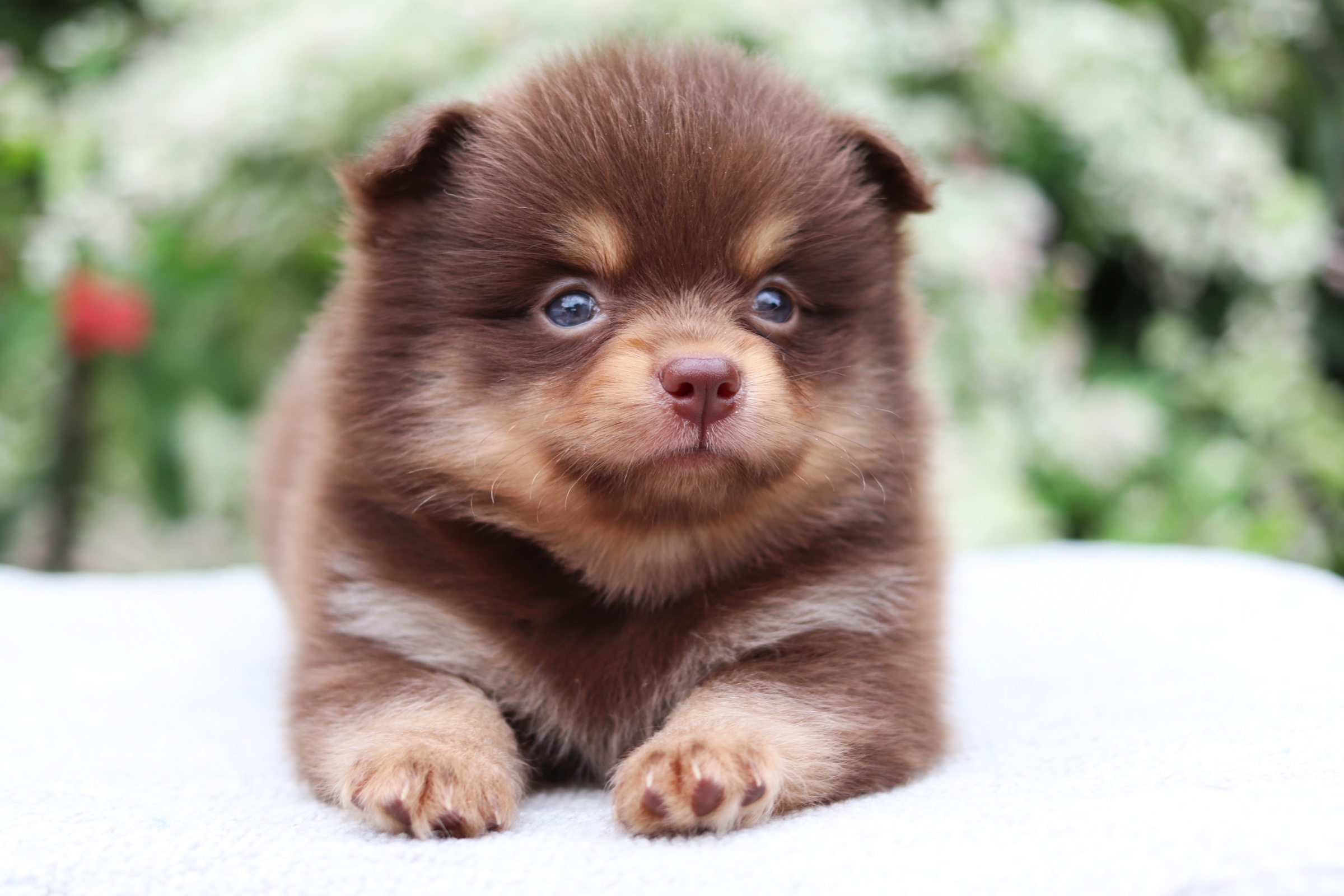 ปอมเมอเรเนียน เพศผู้ สีช็อคแทน