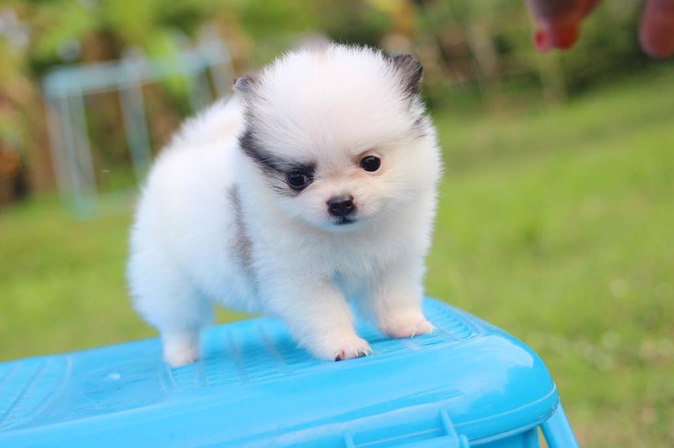 ปอมเมอเรเนียน เพศเมียทีคัพ