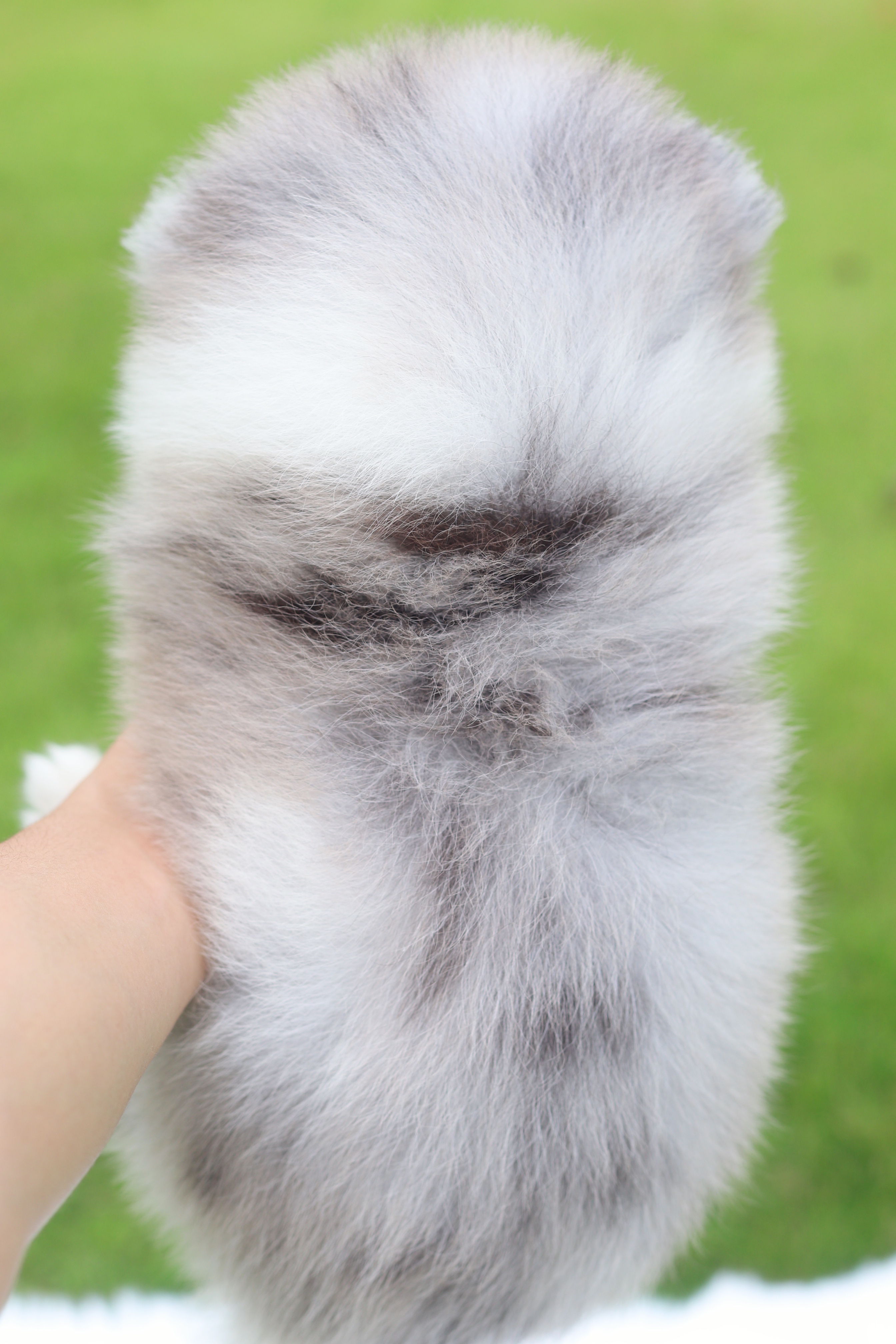 ปอมเมอเรเนียน เพศผู้สีแฟนซีบลูเมอร์เร่ตาสีฟ้า