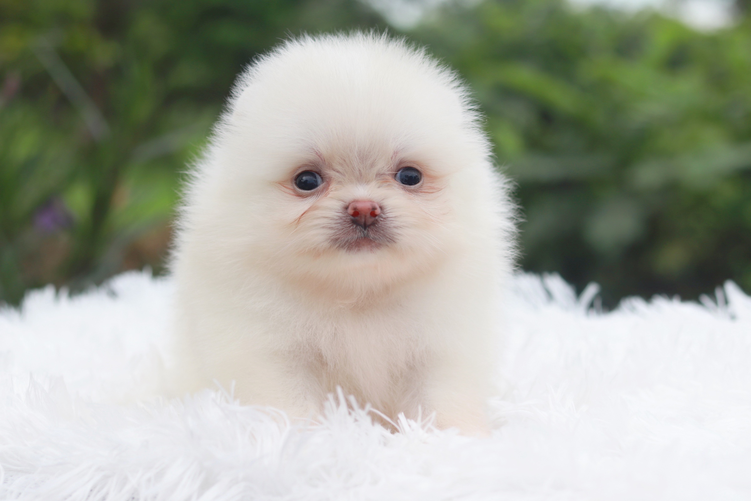 ปอมเมอเรเนียน เพศเมียสีขาวครีม