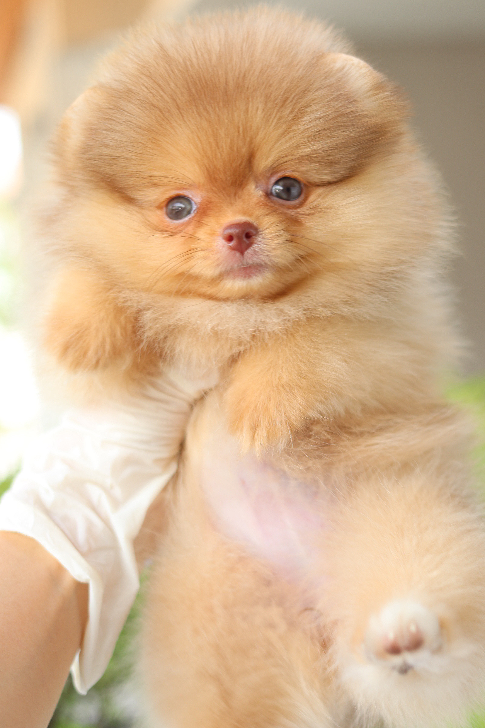 ปอมเมอเรเนียน เพศเมียสีส้ม