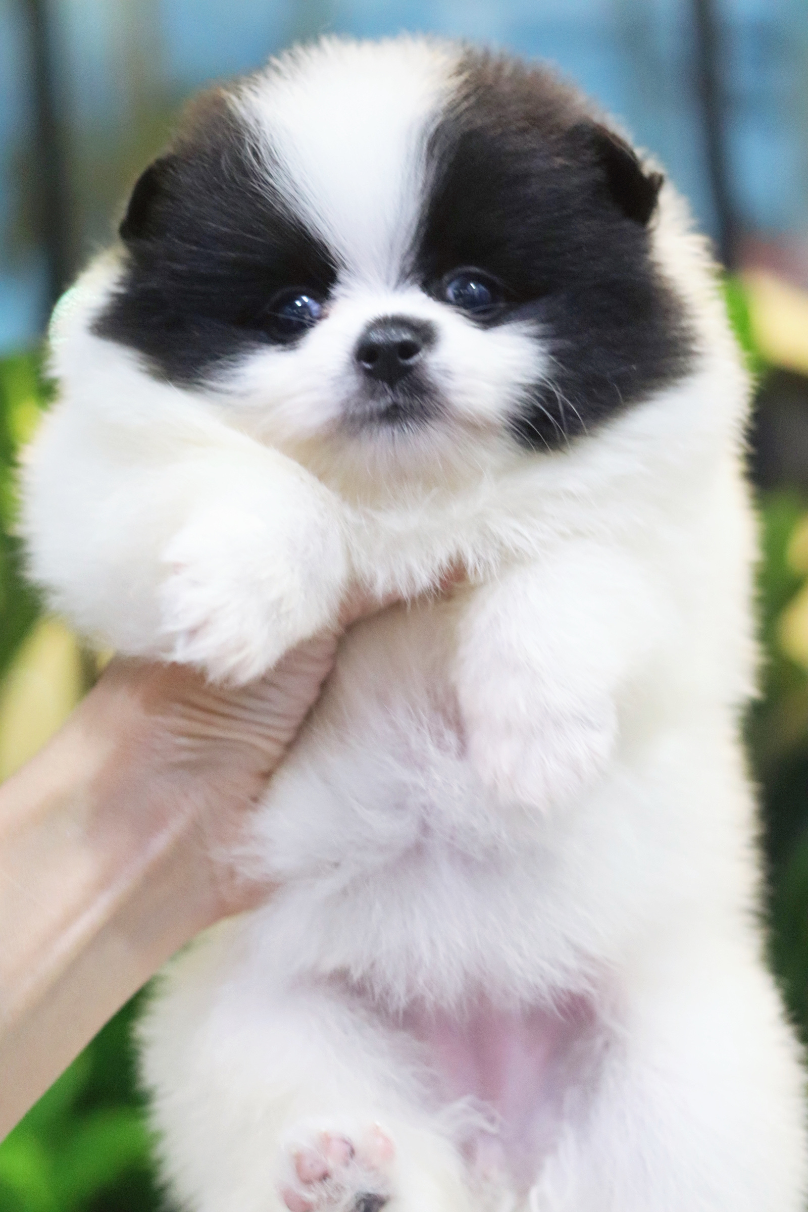 ปอมเมอเรเนียน เพศเมีย สีแฟนซีขาวดำ