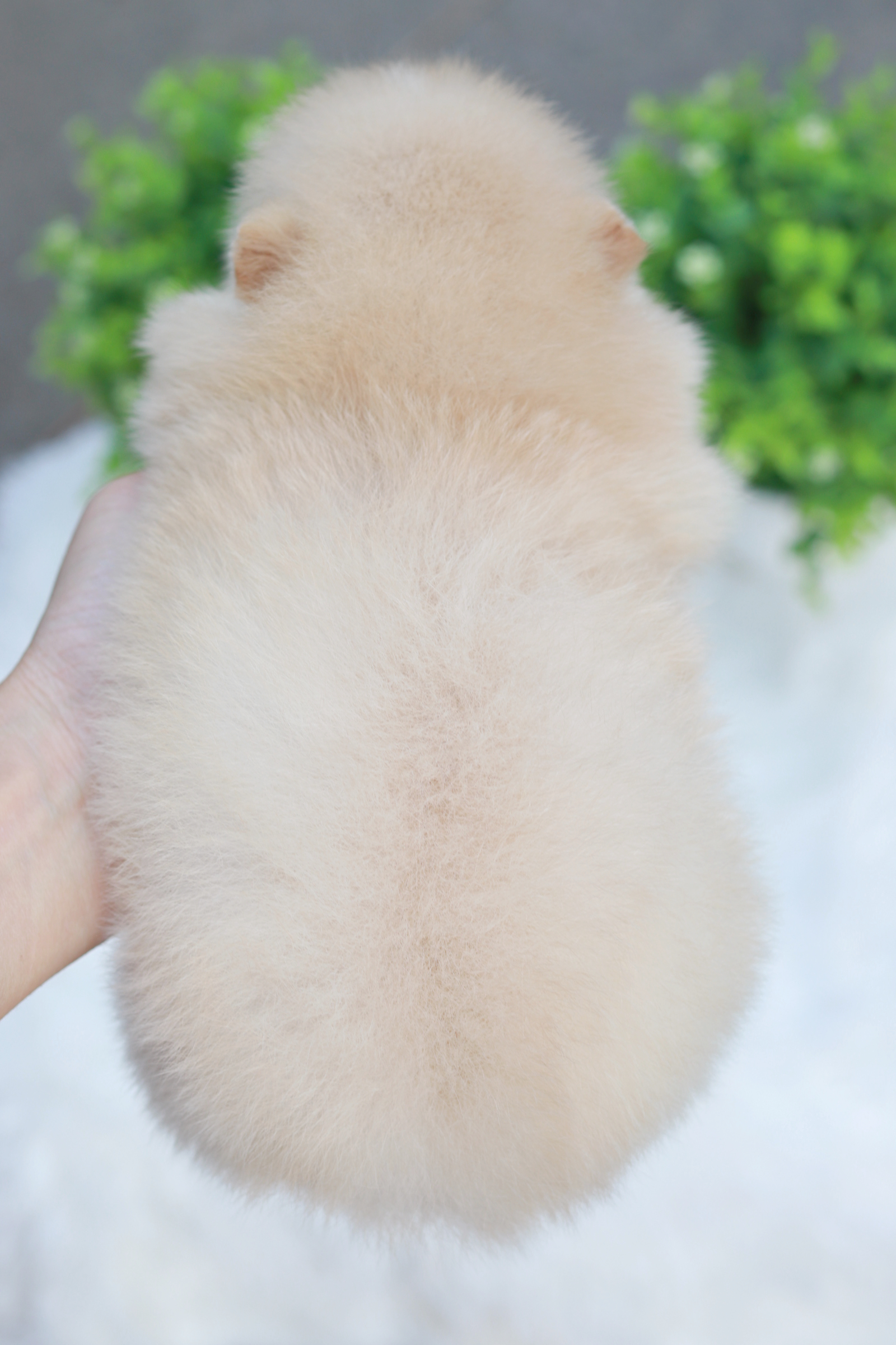 ปอมเมอเรเนียน เพศผู้