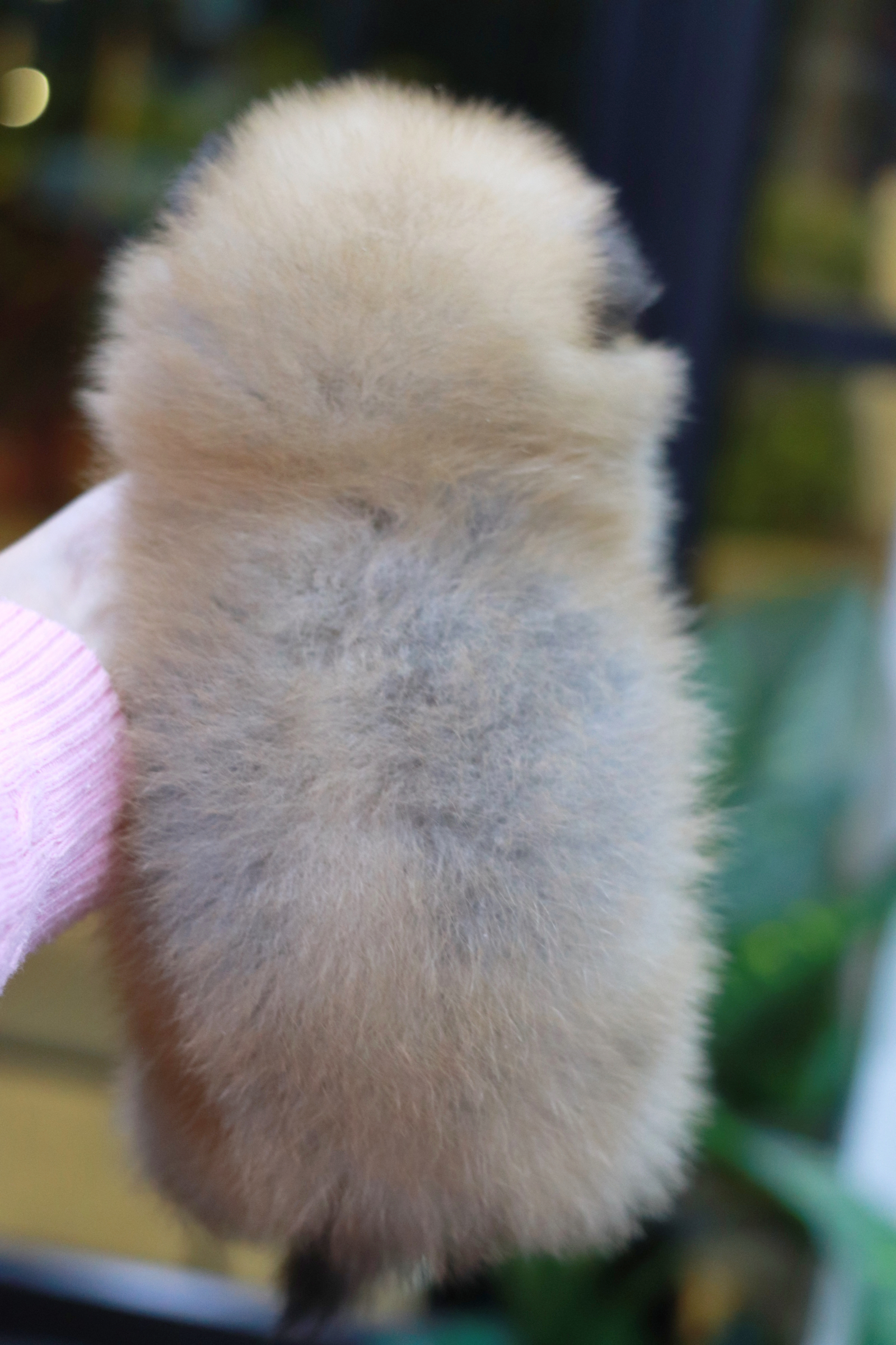 ปอมเมอเรเนียน เพศผู้