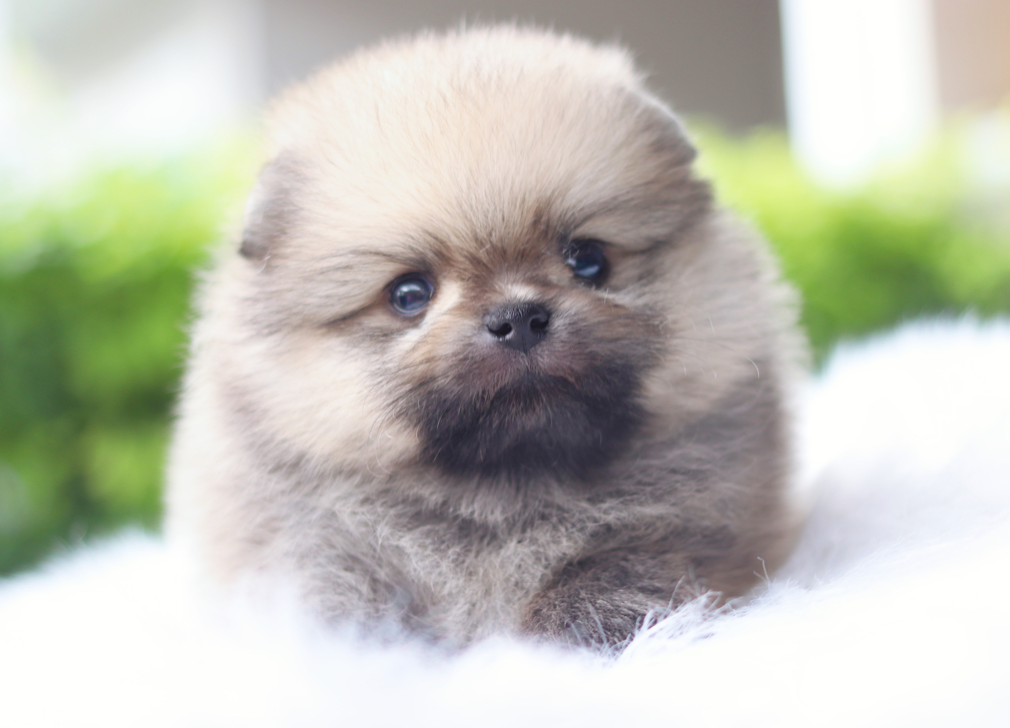 ปอมเมอเรเนียน เพศผู้สีส้ม