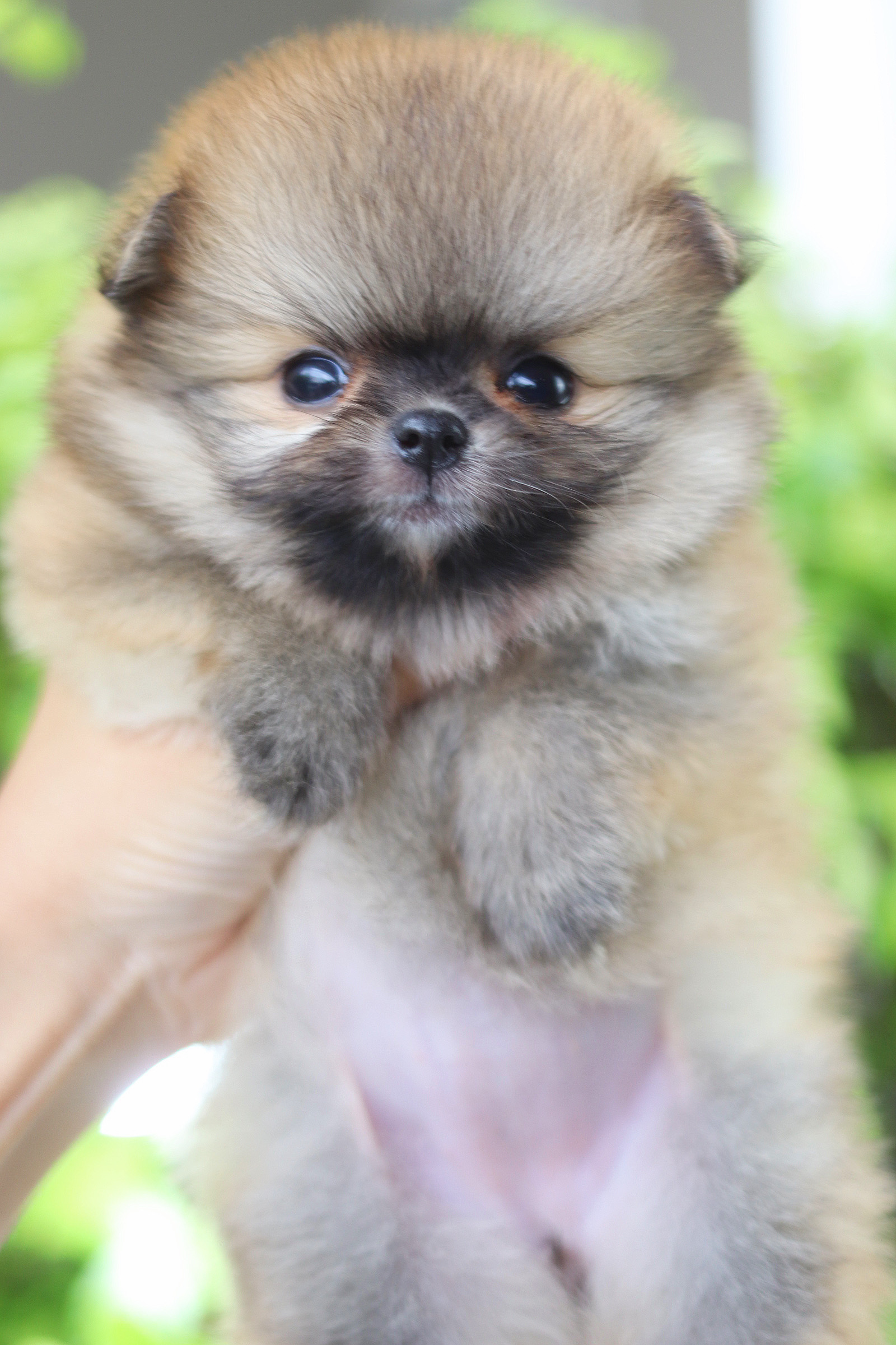 ปอมเมอเรเนียน เพศเมียสีส้ม เกรดโชว์