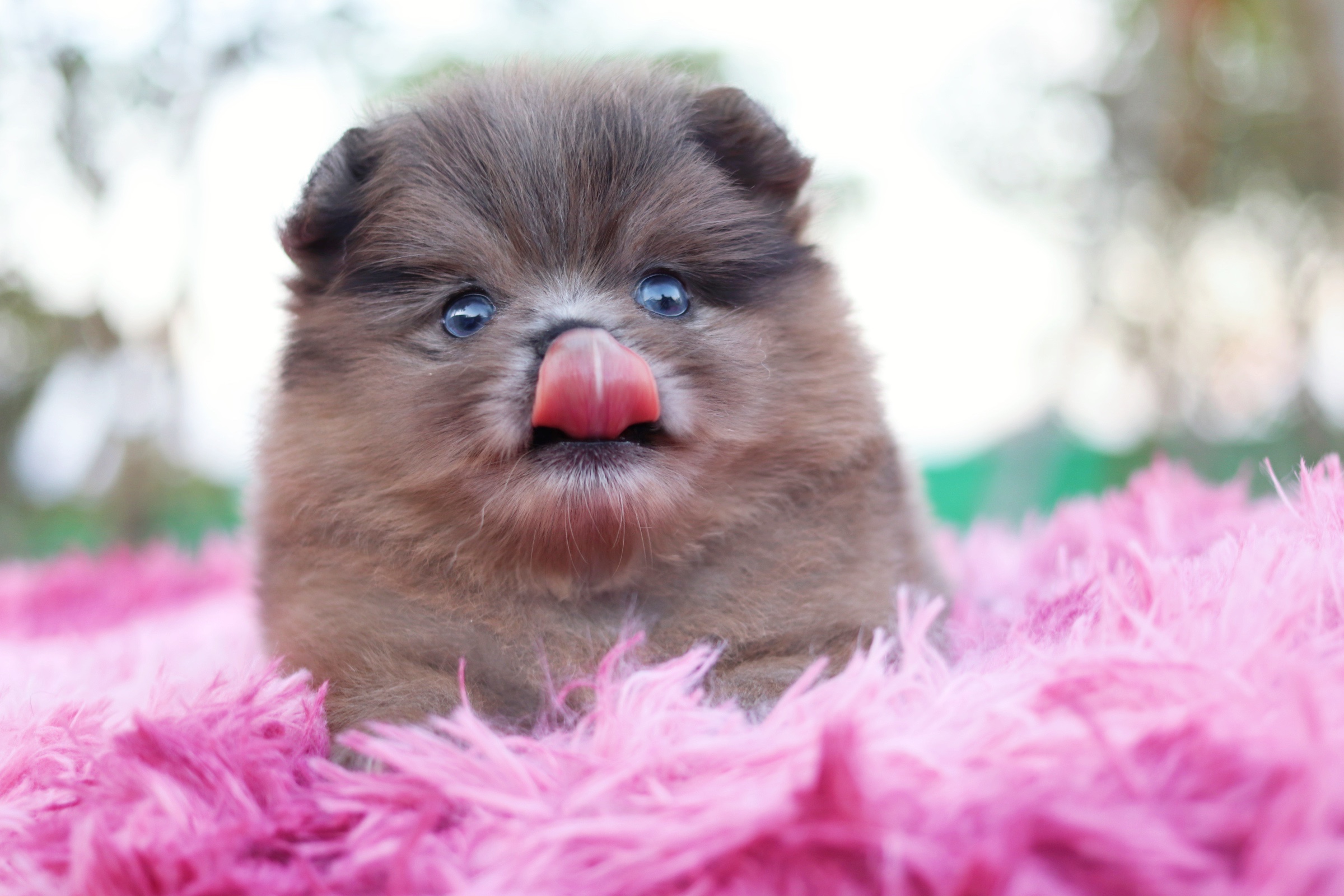 ปอมเมอเรเนียน เพศผู้ สีเมอร์เร่