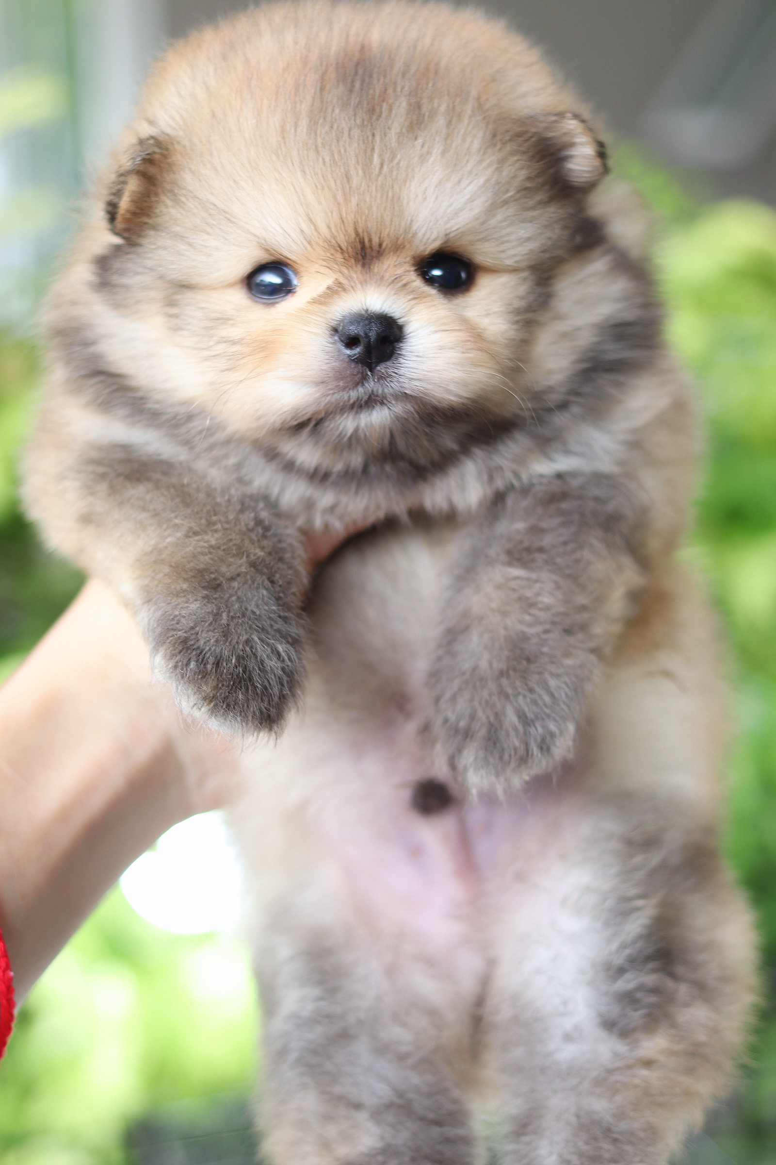 ปอมเมอเรเนียน เพศผู้สีส้ม เกรดโชว์