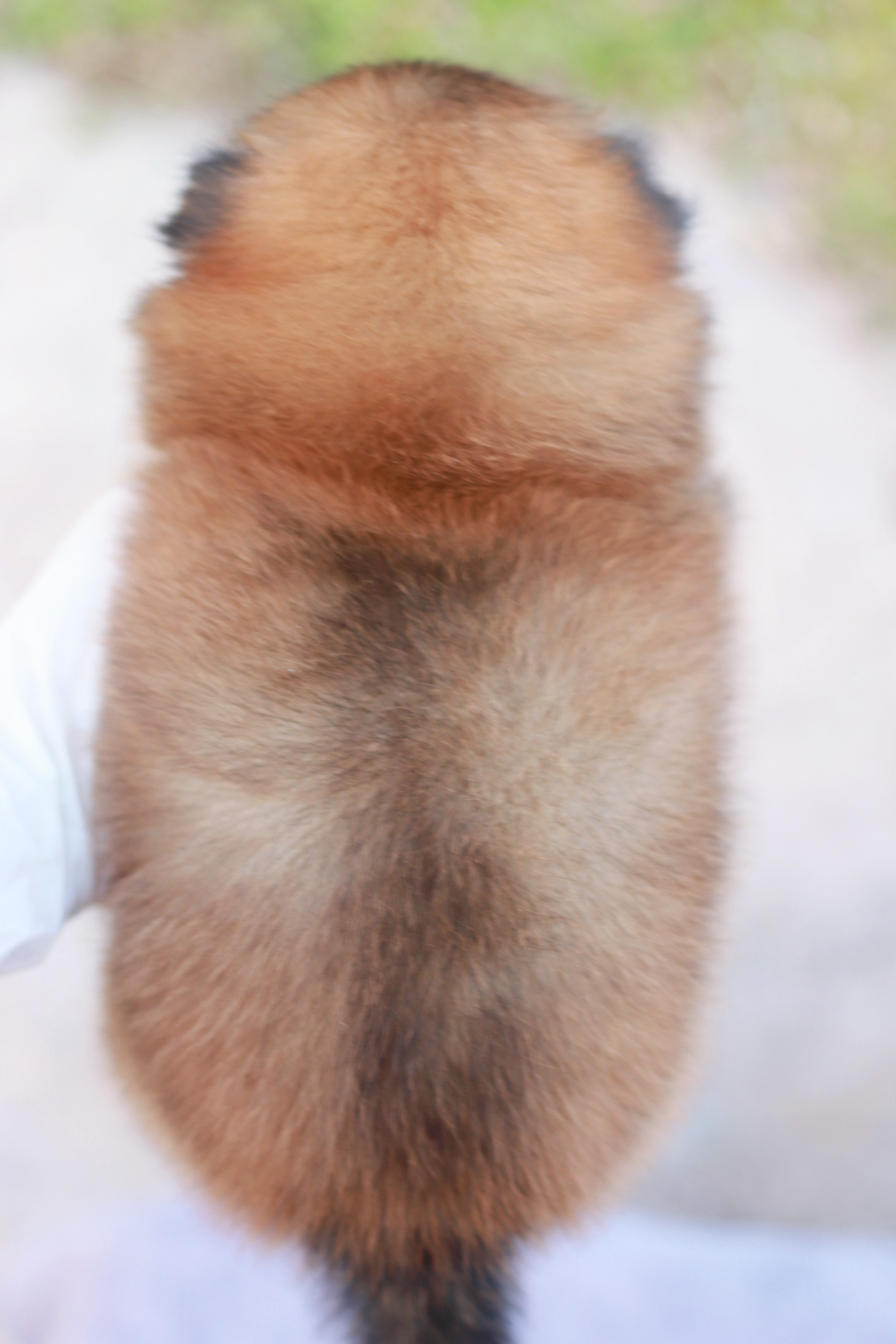 ปอมเมอเรเนียน เพศเมีย สีส้มน่ารักขี้อ้อน