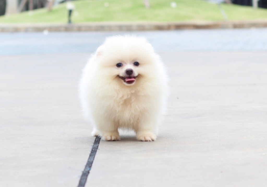 ปอมเมอเรเนียน เพศผู้ สีขาวครีม