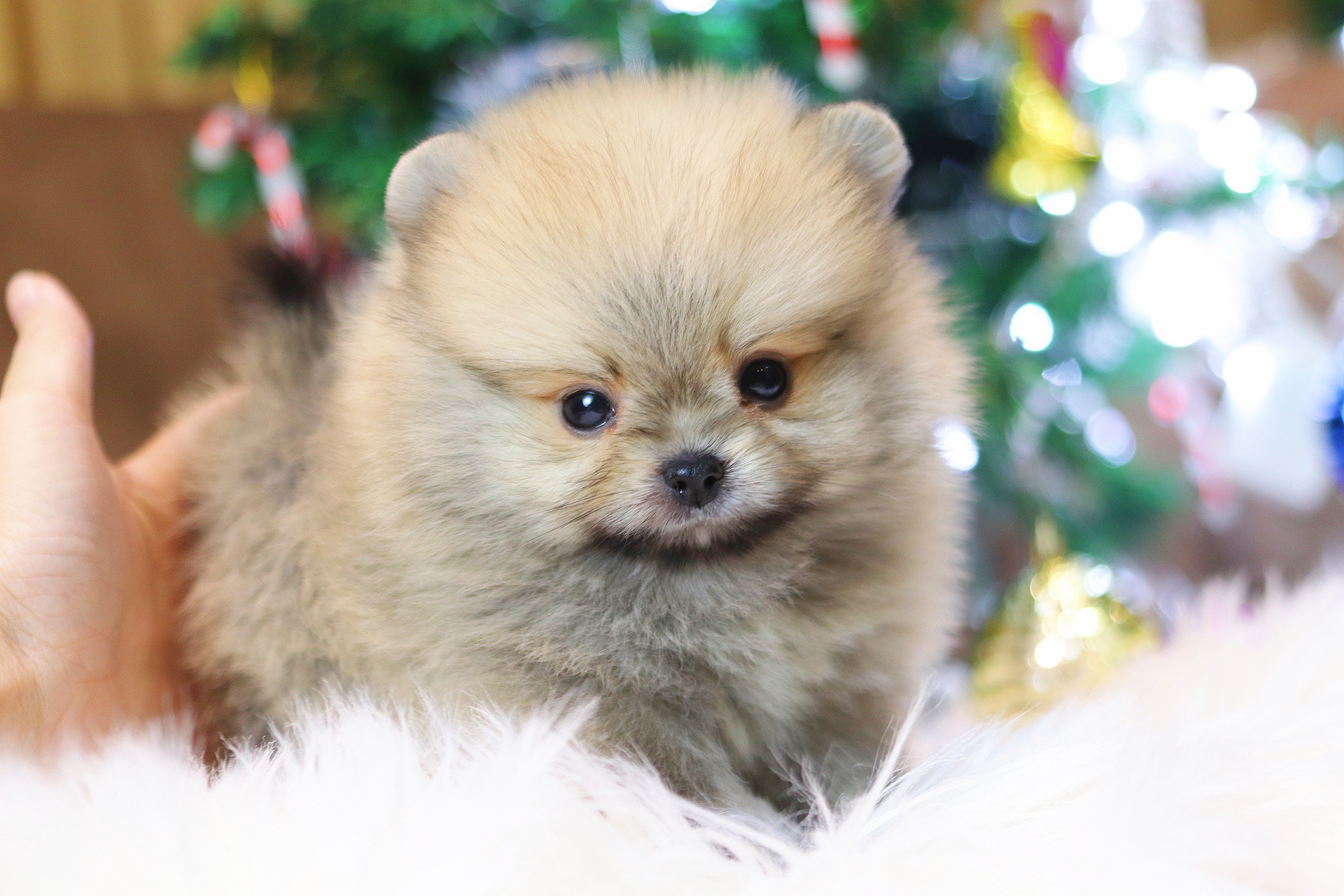 ปอมเมอเรเนียน เพศผู้สีส้ม