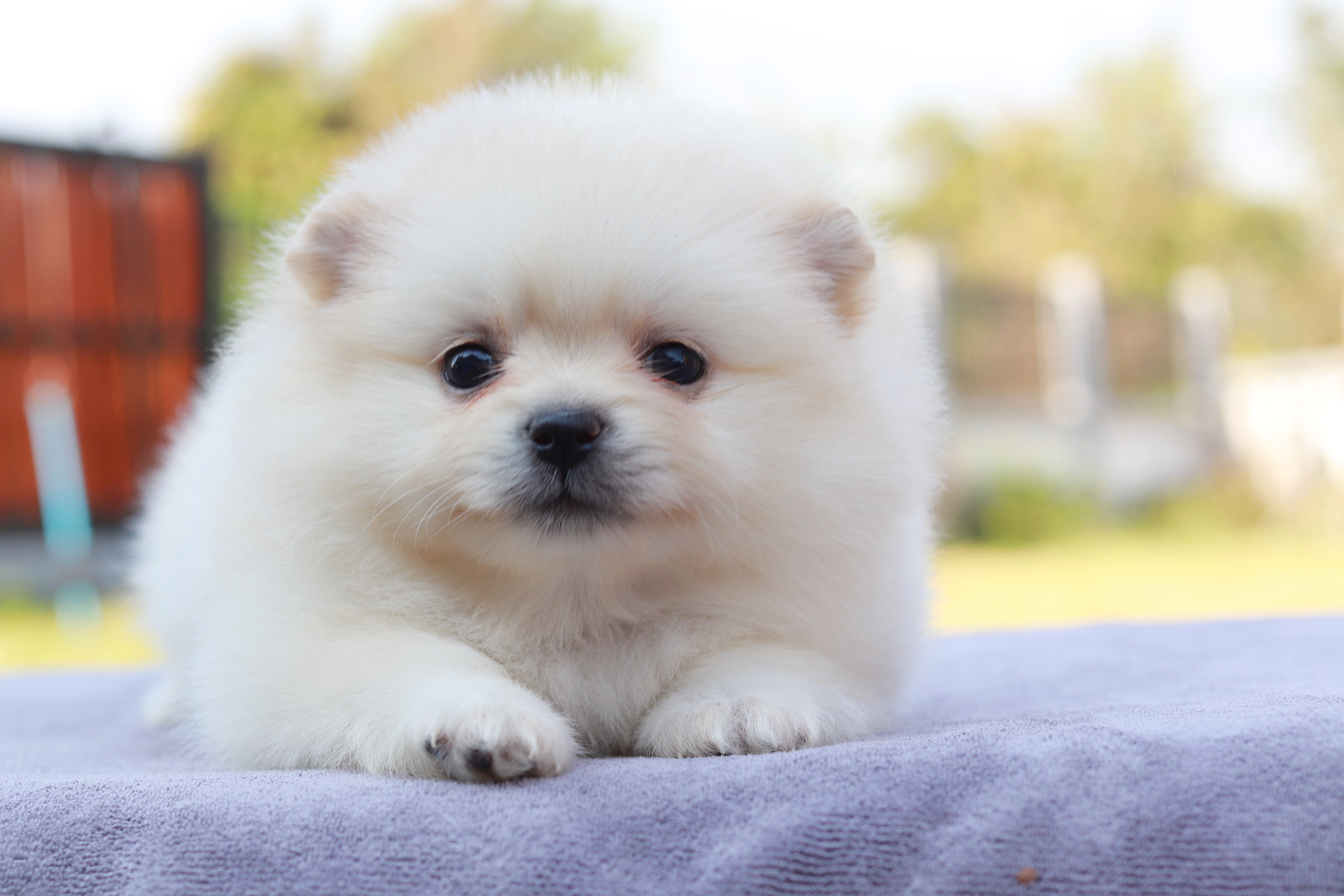 ปอมเมอเรเนียน เพศเมีย