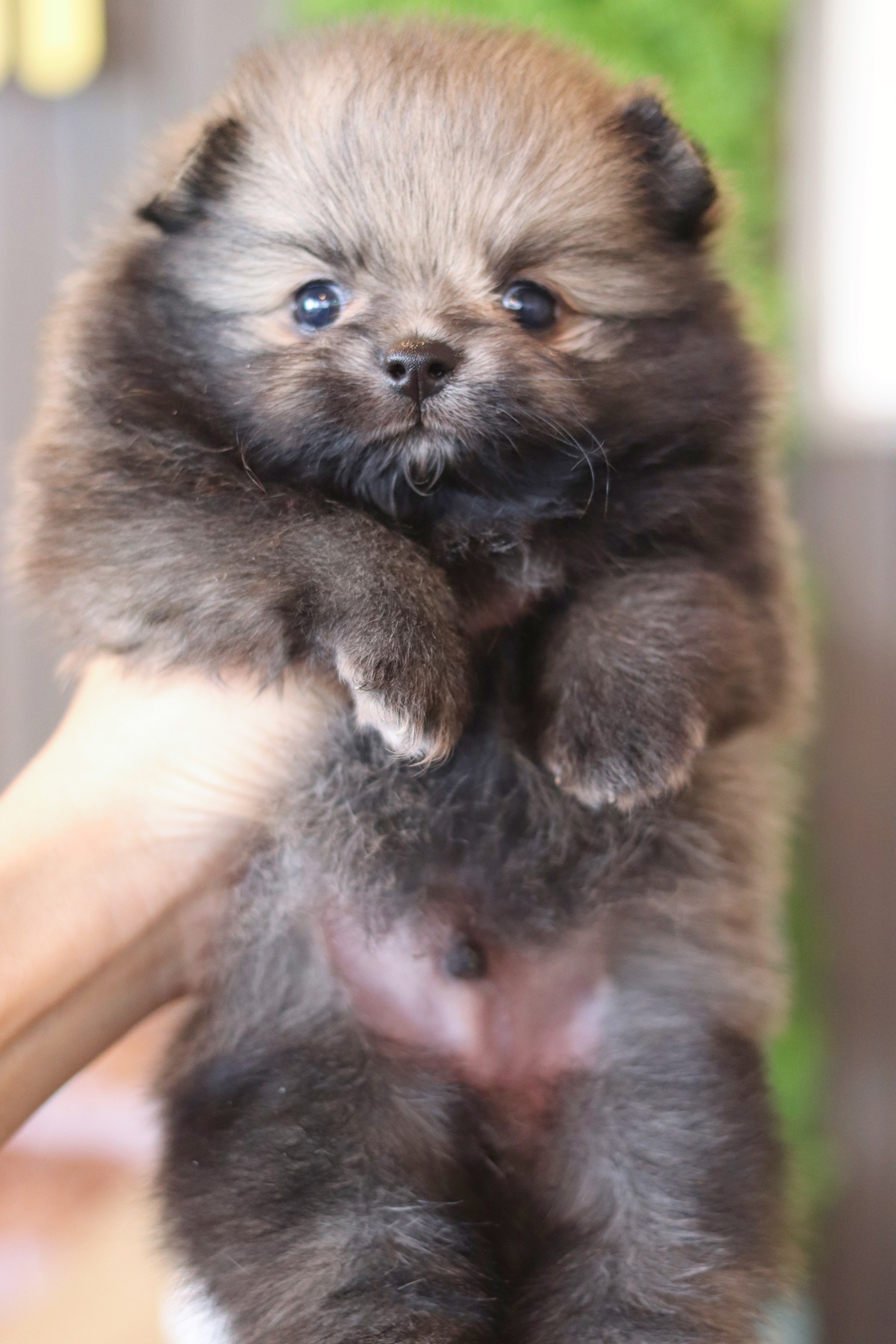 ปอมเมอเรเนียน เพศผู้ สีส้ม